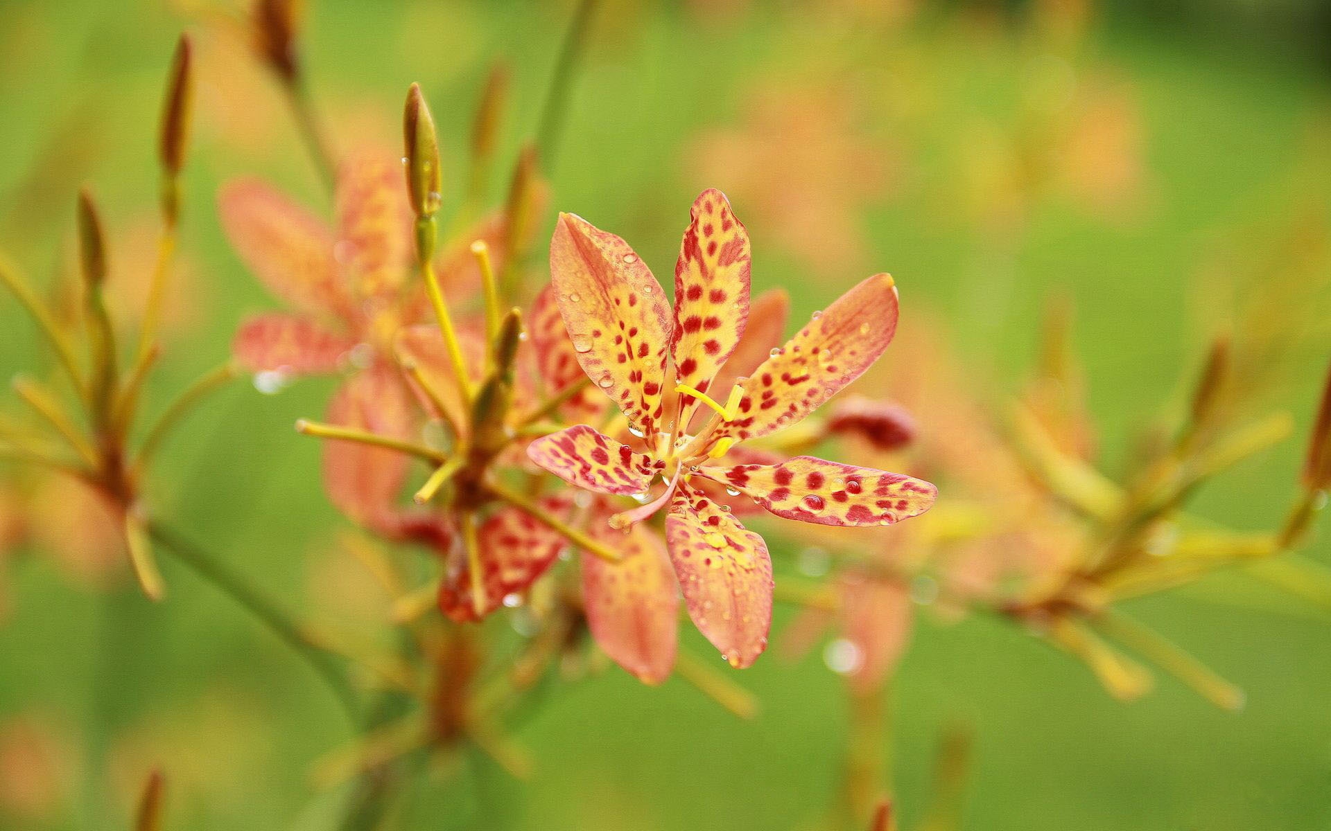 小清新,娇艳欲滴,花卉,儿童桌面专用