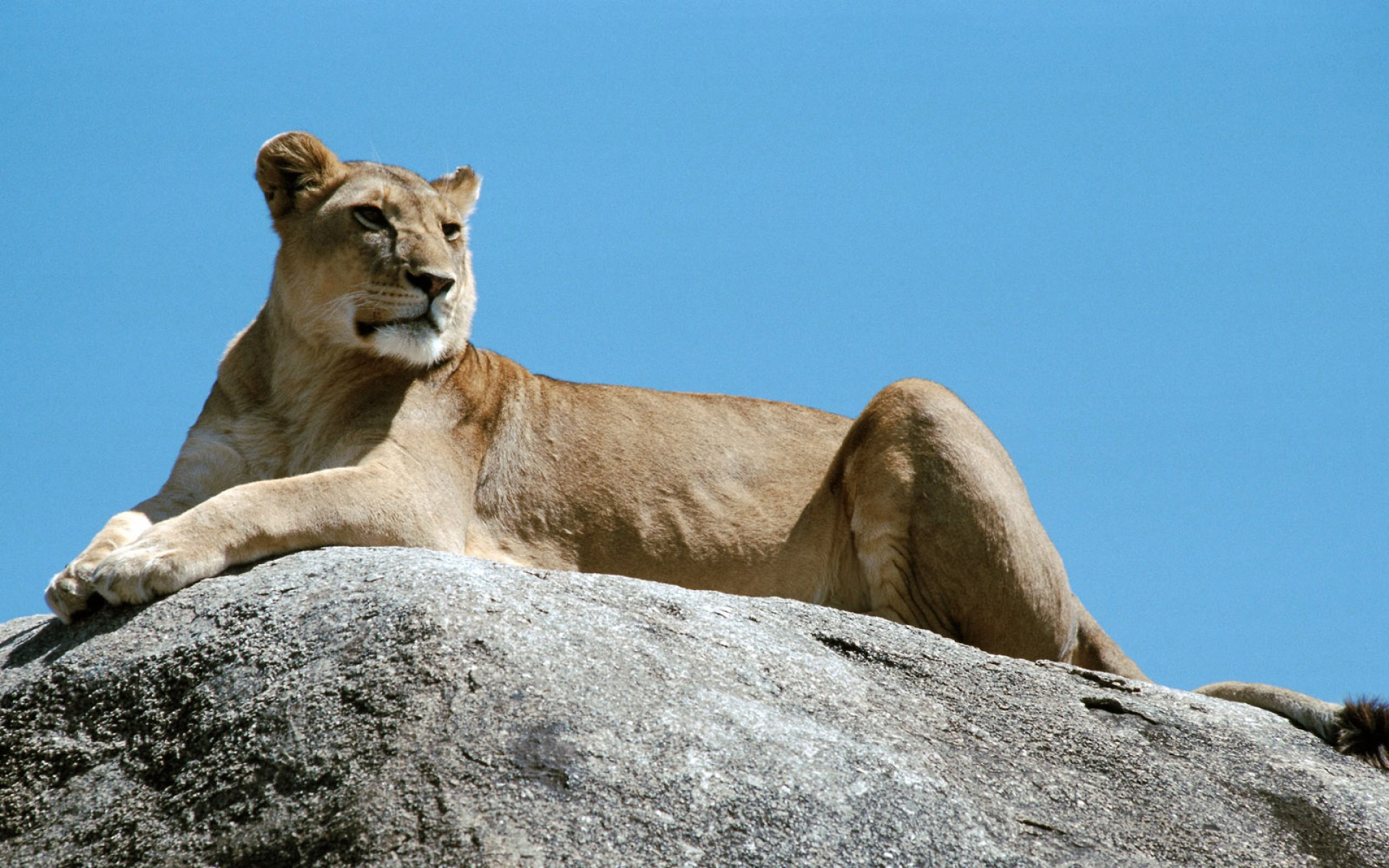 萌宠动物,野生动物,狮子,儿童桌面专用