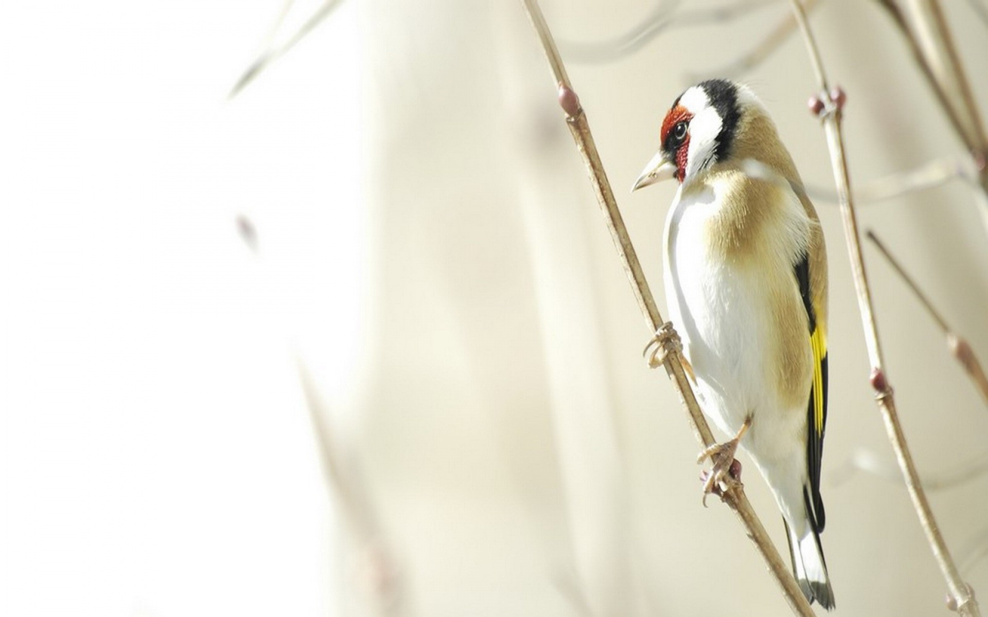 高清,动物,2012Y十一月10D,儿童桌面专用