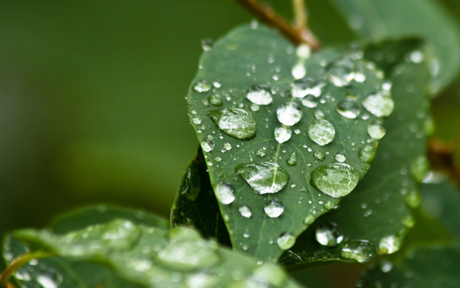 小清新,舒缓压力,植物,绿色,水珠,儿童桌面专用