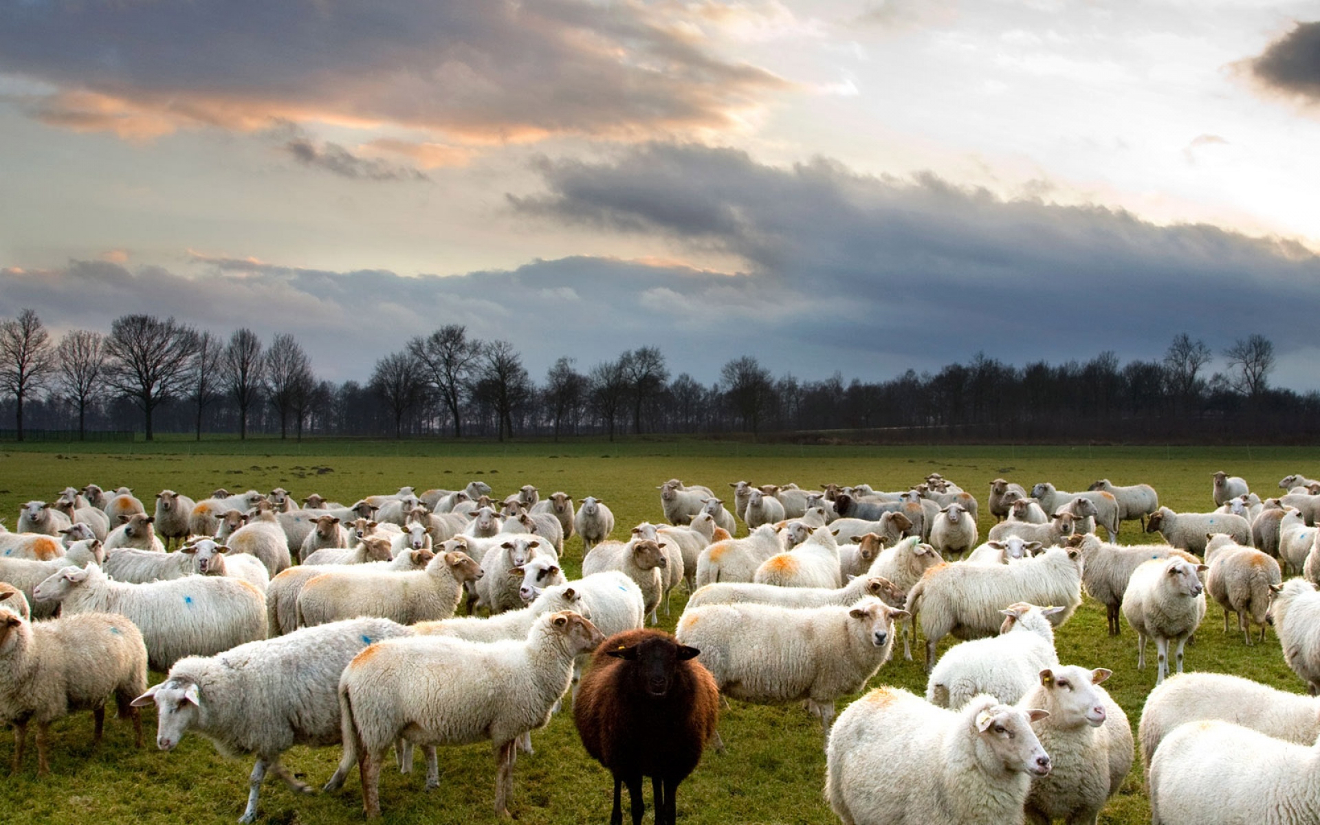 世界地理,动物,高清,2012Y十月31D,儿童桌面专用