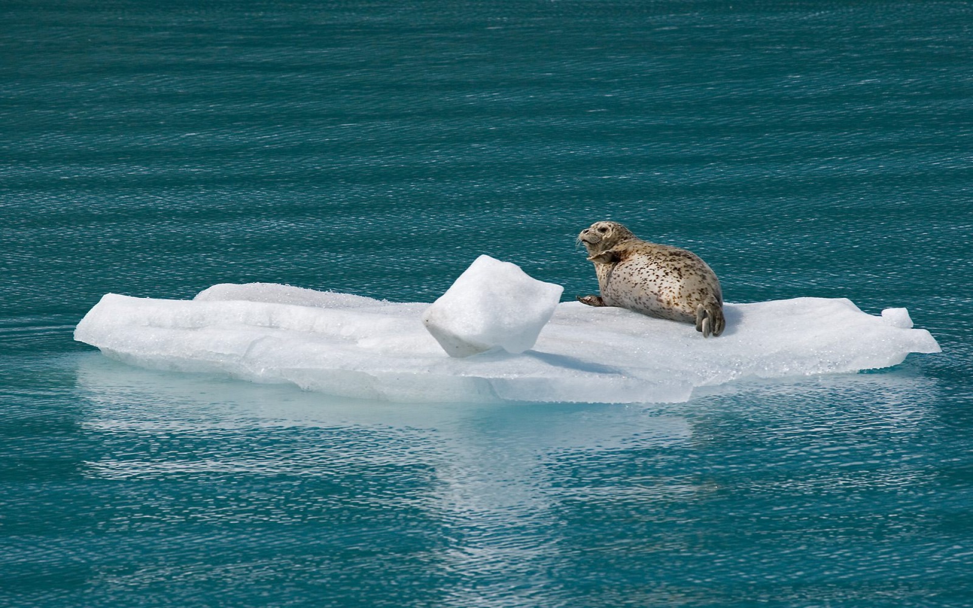 萌宠动物,野生动物,儿童桌面专用