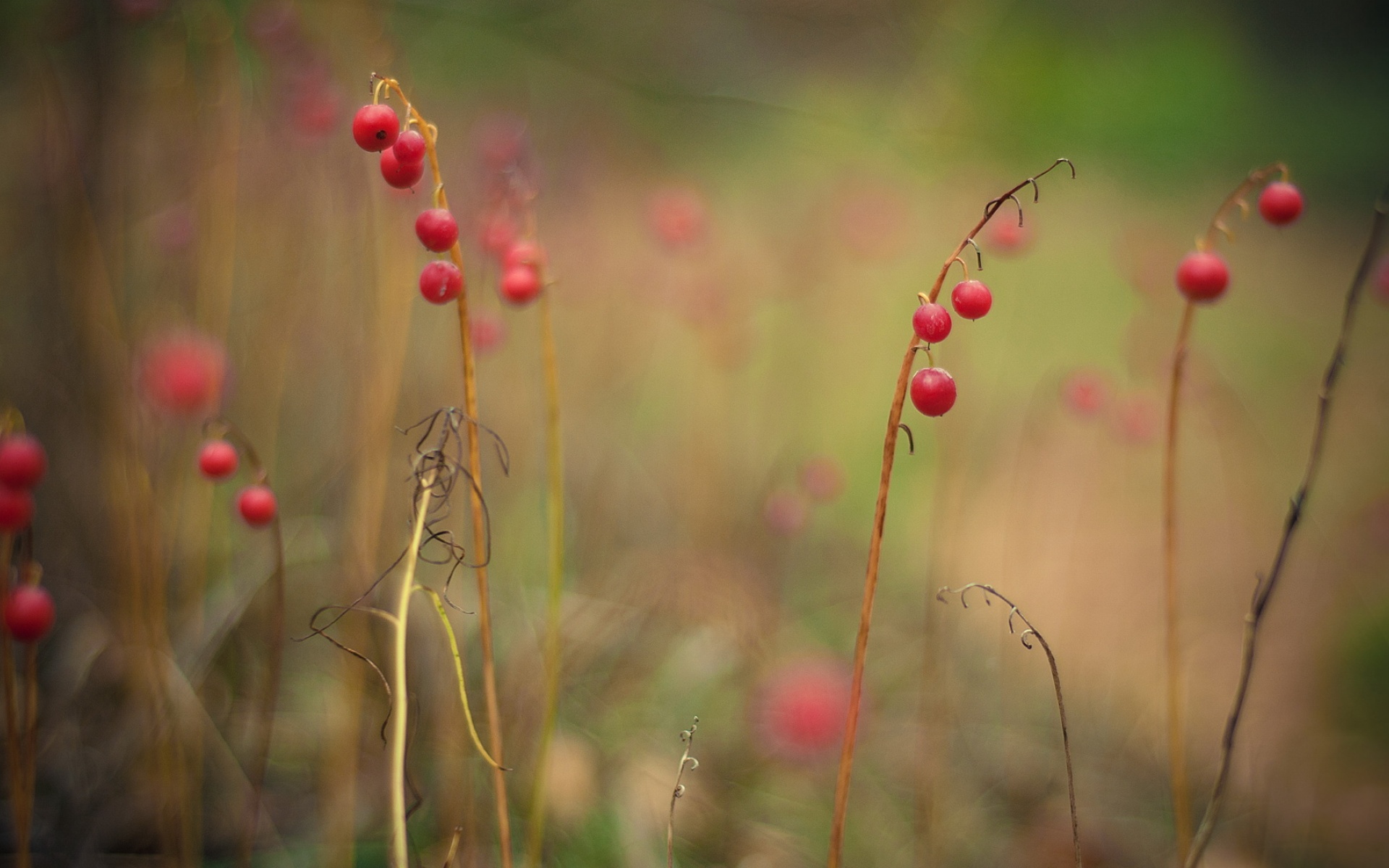 高清,精美,植物,摄影,单反,朦胧,宽屏,1080p,2012Y十月31D,儿童桌面专用