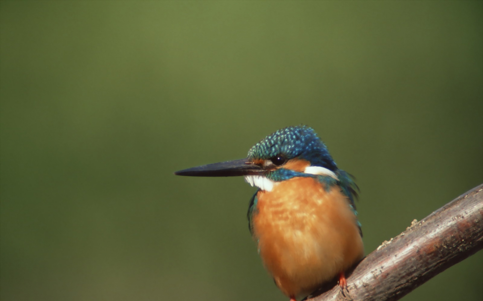 高清,鸟,动物,摄影,2012Y十一月03D,儿童桌面专用
