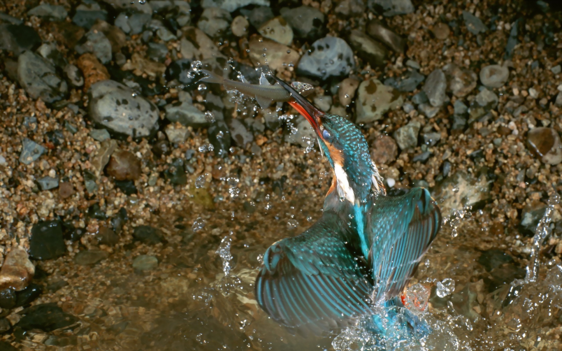 高清,鸟,动物,摄影,2012Y十一月03D,儿童桌面专用