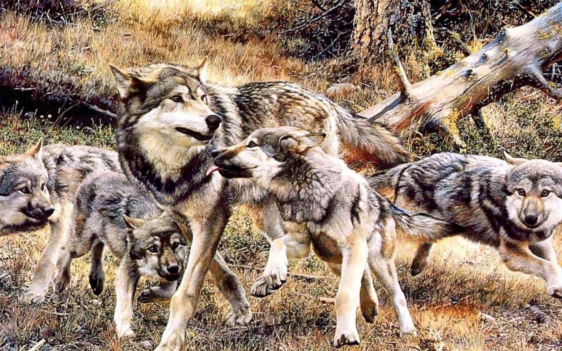 动物,绘画,风格,2012Y十一月08D,儿童桌面专用