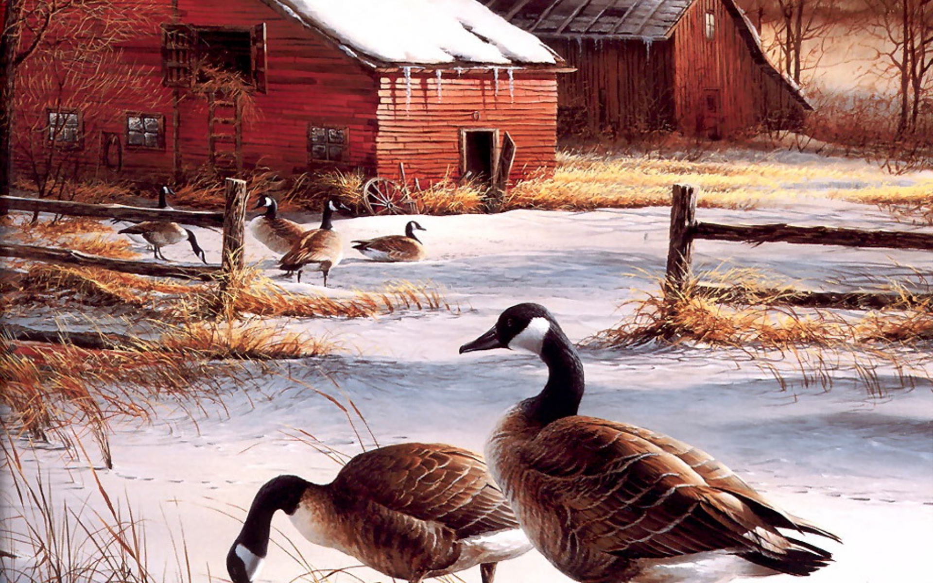 动物,绘画,风格,2012Y十一月10D,儿童桌面专用