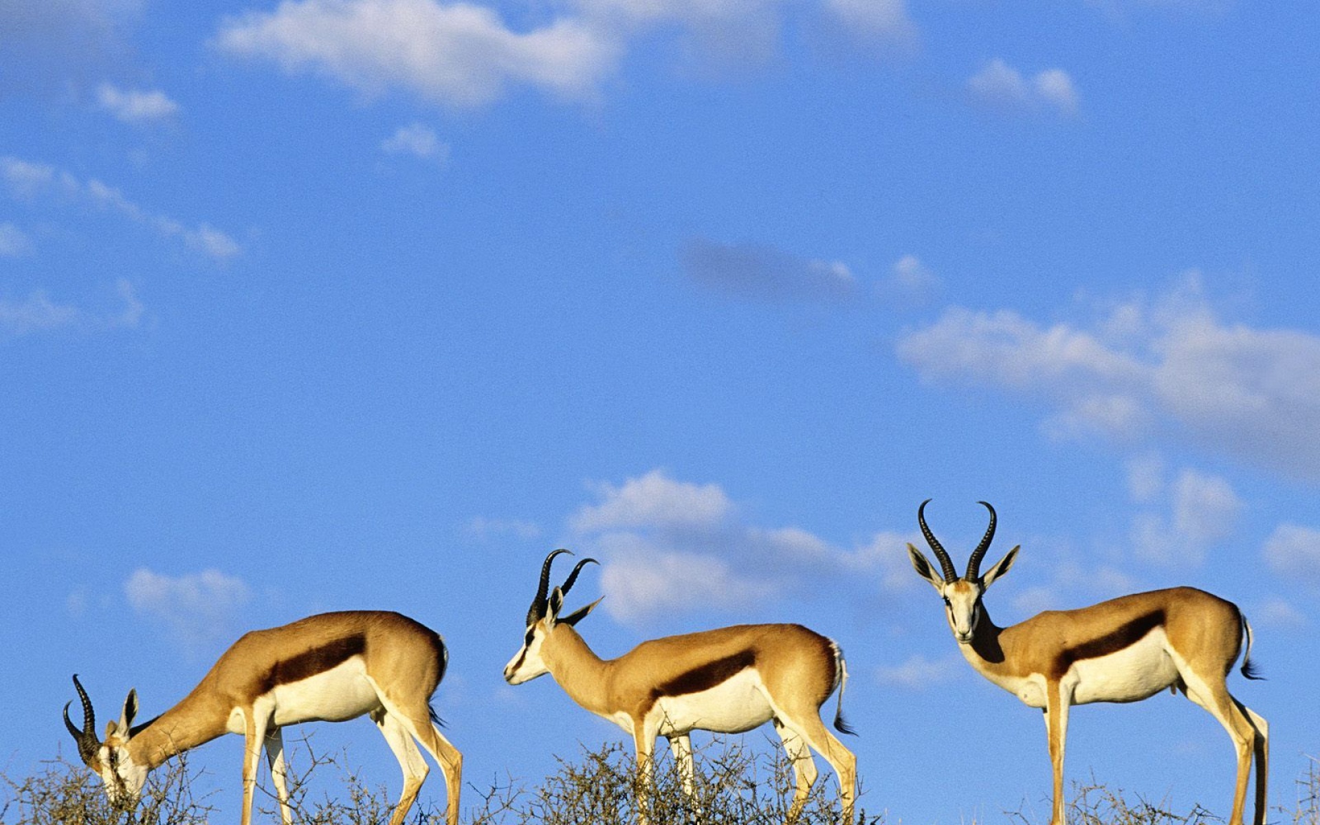 野生动物,羚羊,儿童桌面专用