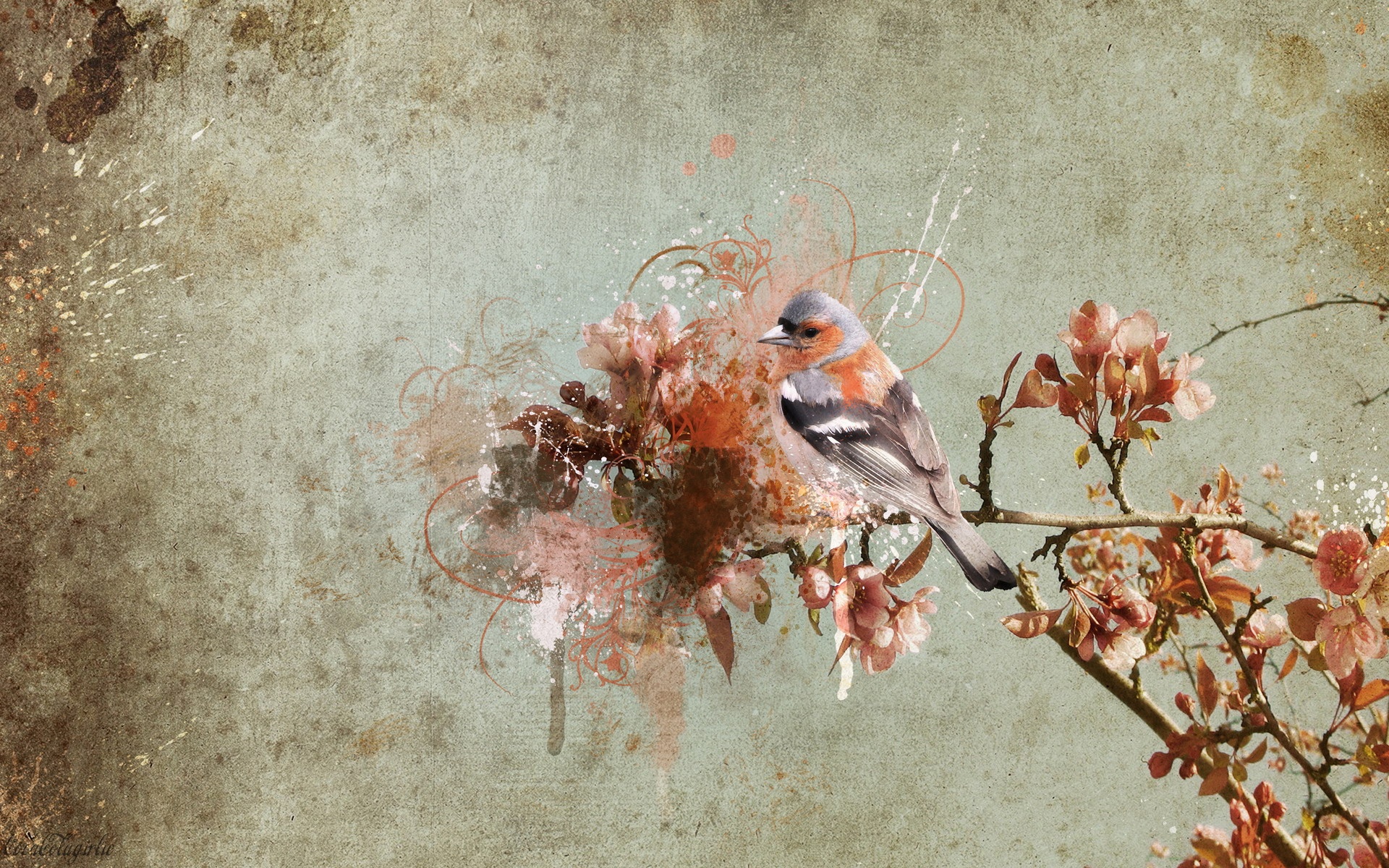 高清,动物,2012Y十一月04D,儿童桌面专用