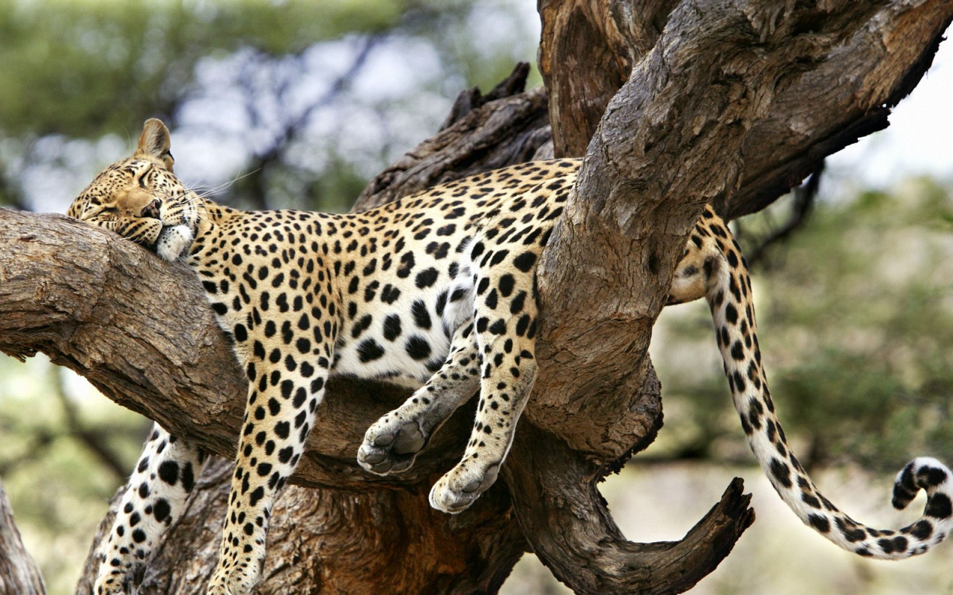野生动物,豹子,儿童桌面专用