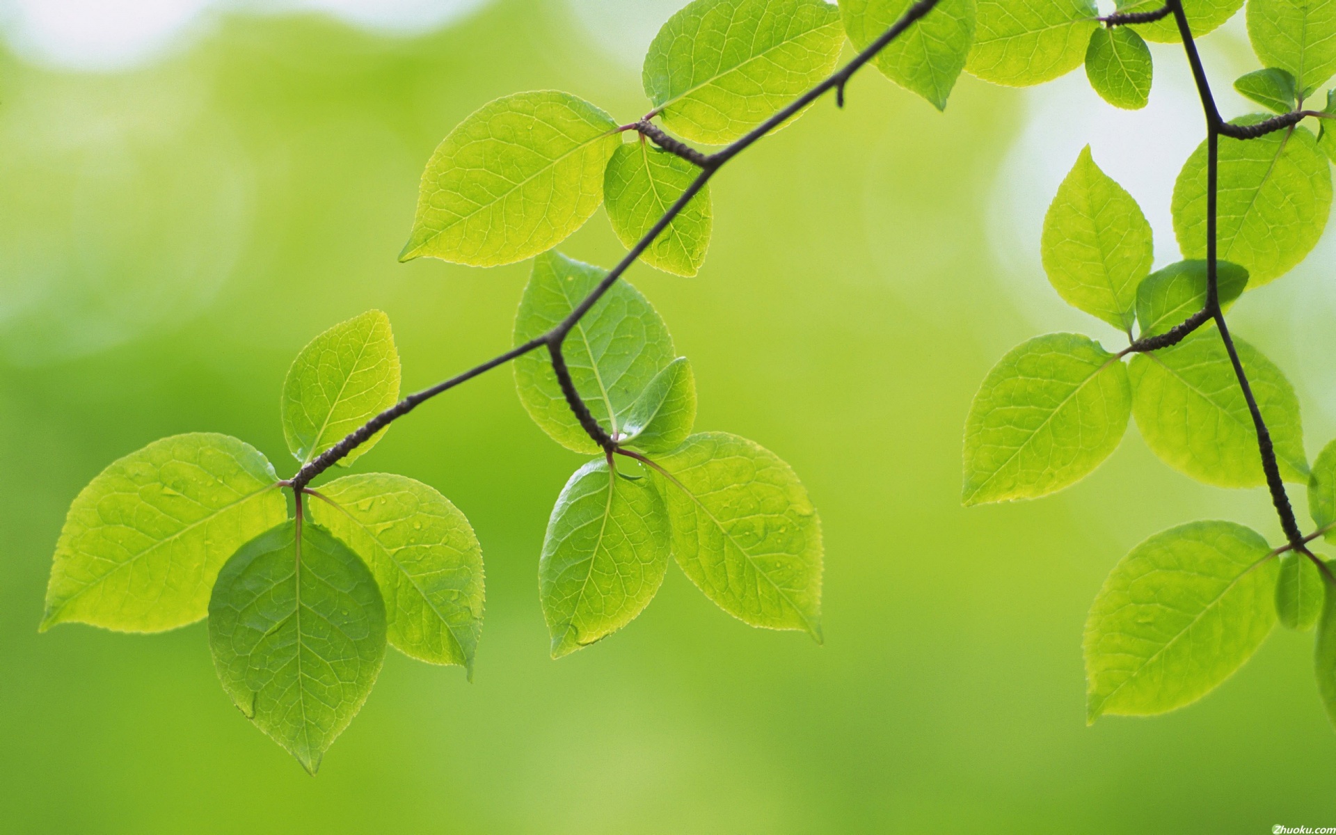 小清新,护眼壁纸,绿叶,植物,儿童桌面专用