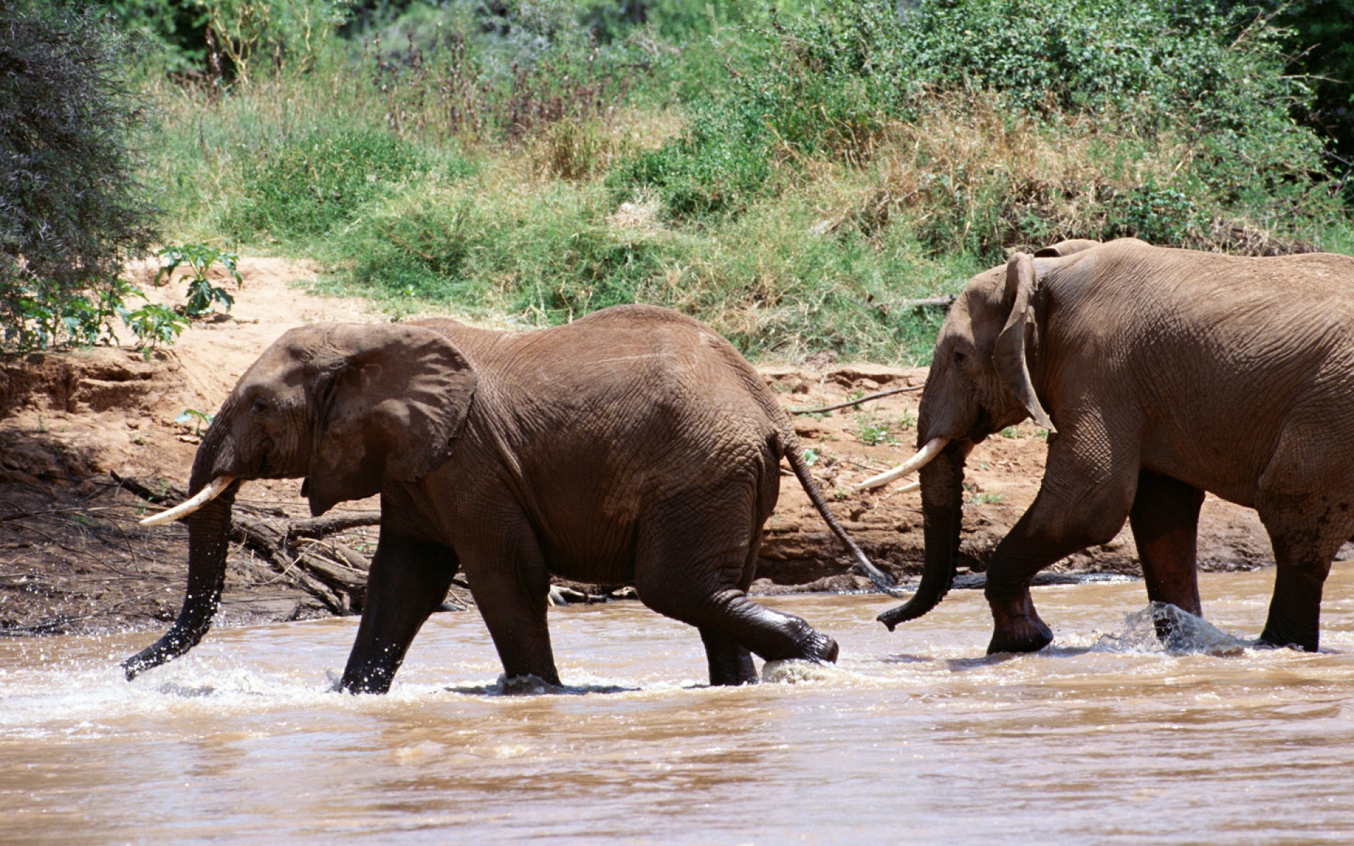大象,动物,野生动物,儿童桌面专用