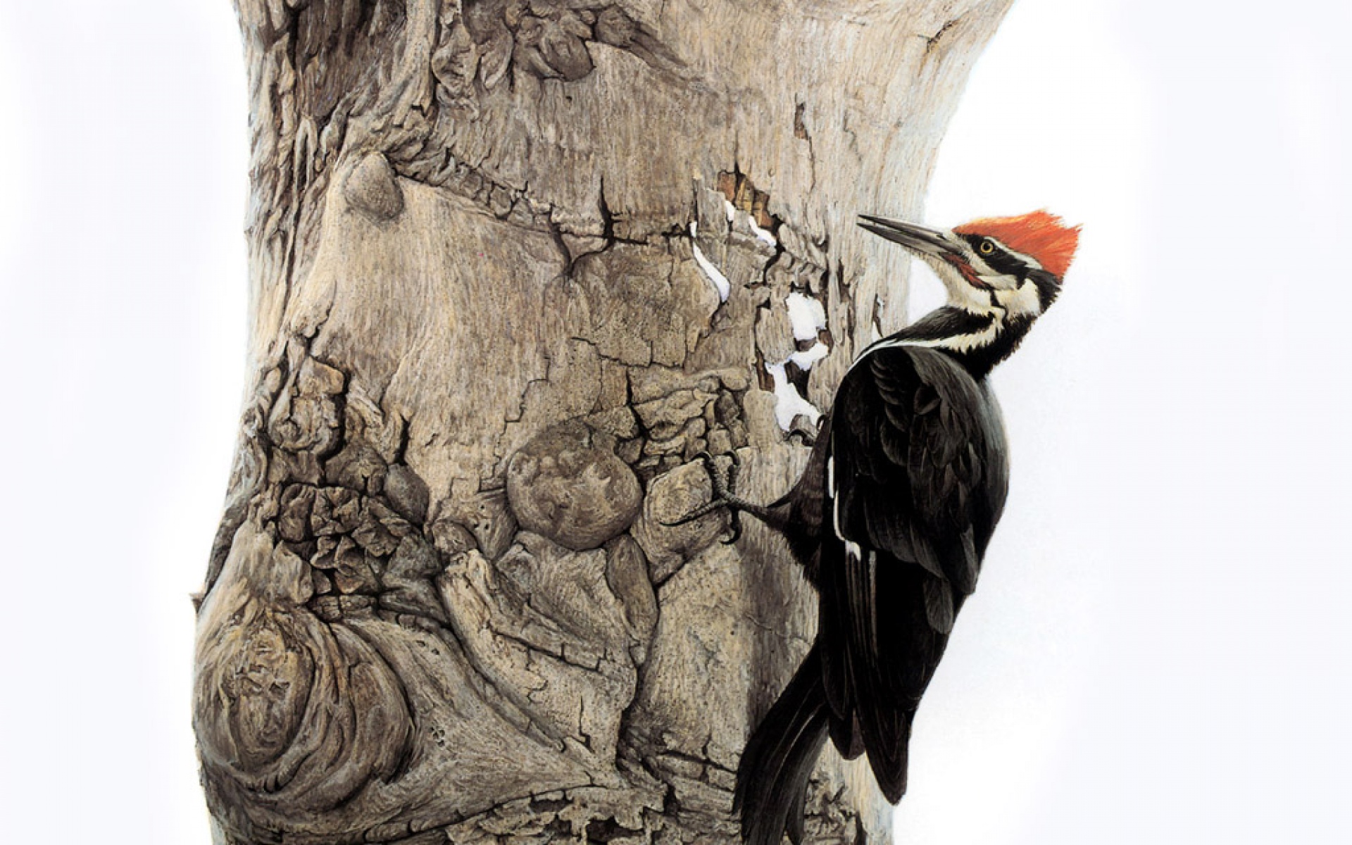 动物,绘画,风格,2012Y十一月04D,儿童桌面专用