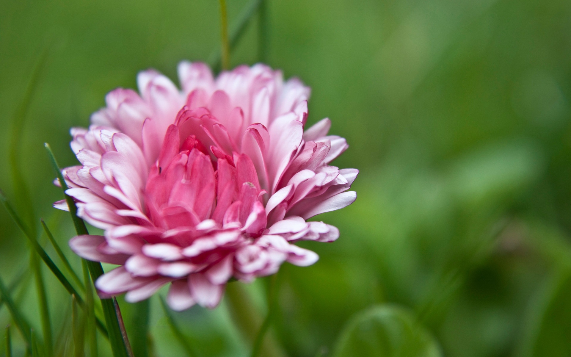 小清新,静物写真,花卉,儿童桌面专用