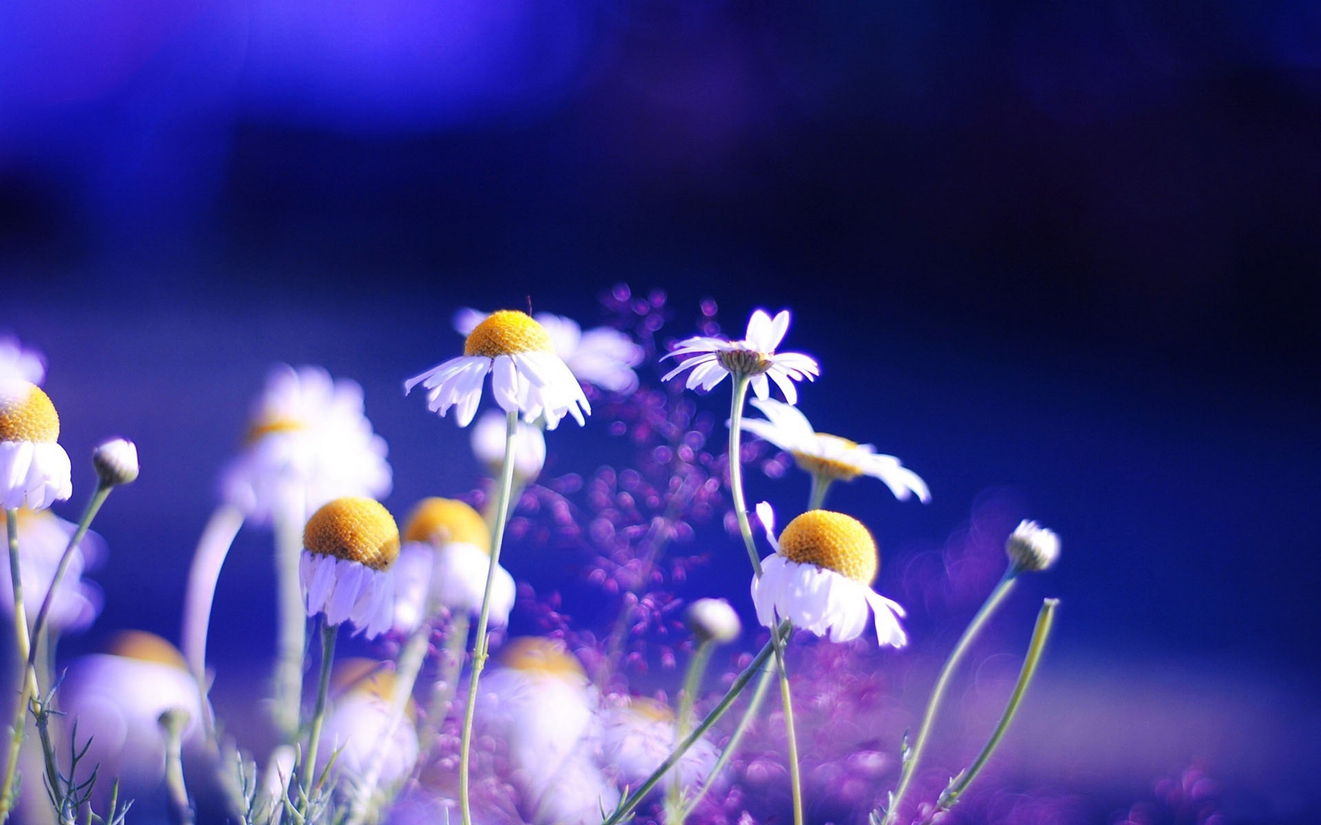 花卉,菊花,罗马洋甘菊,洋甘菊,甘菊,清新淡雅,儿童桌面专用