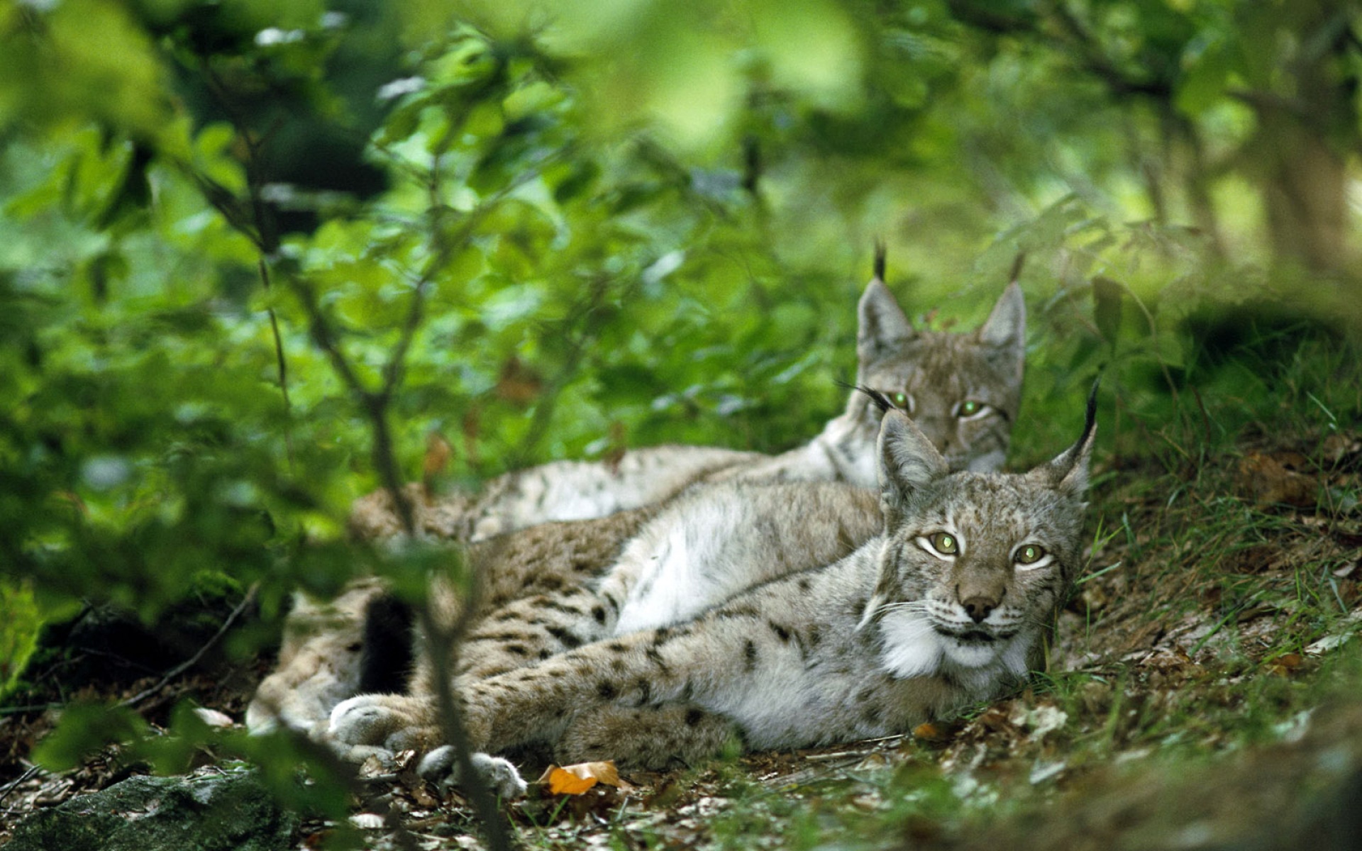 萌宠动物,野生动物,儿童桌面专用
