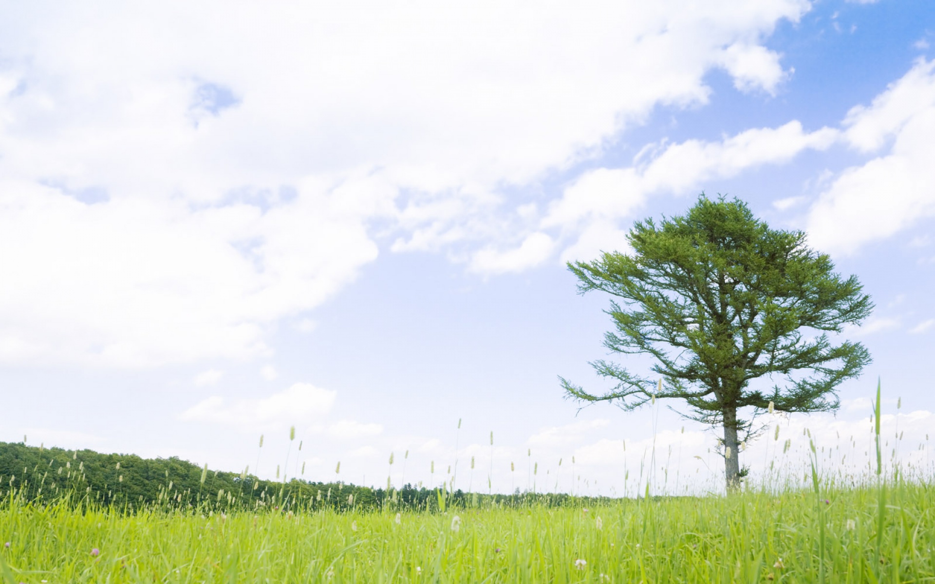 风景,碧绿草原,2012Y十一月10D,儿童桌面专用