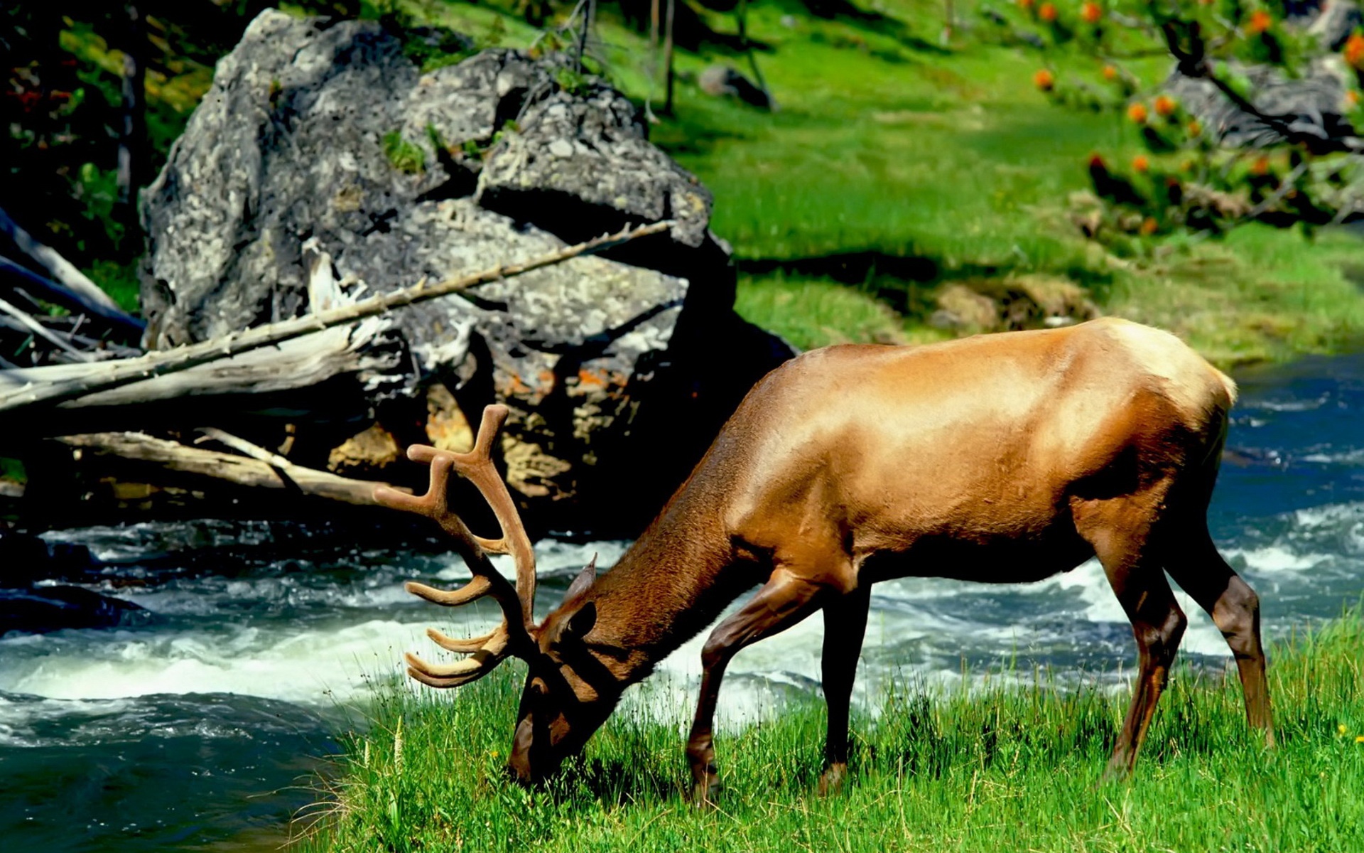 精美,动物,高清,宽屏,2012Y十一月03D,儿童桌面专用
