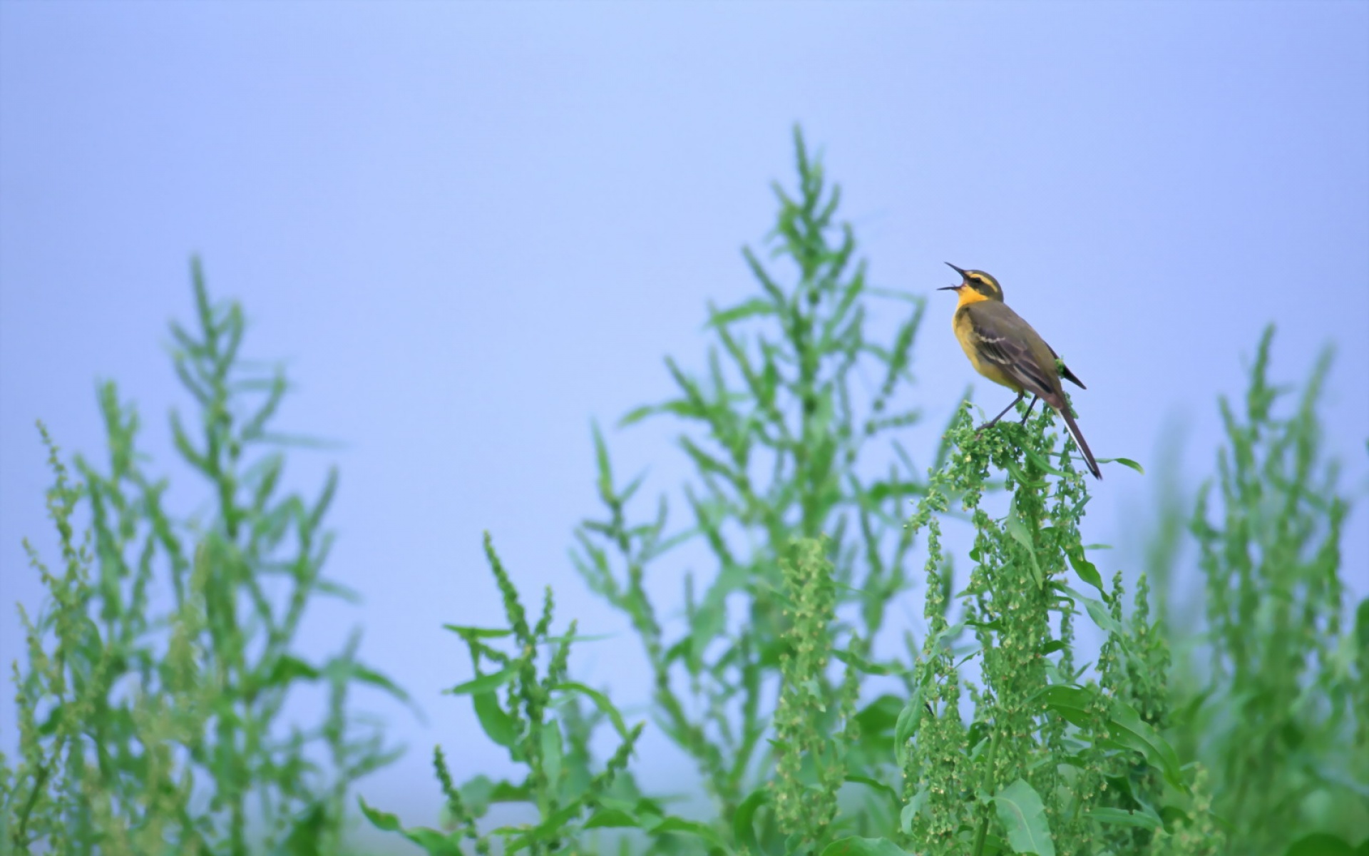 高清,鸟,动物,摄影,2012Y十一月03D,儿童桌面专用