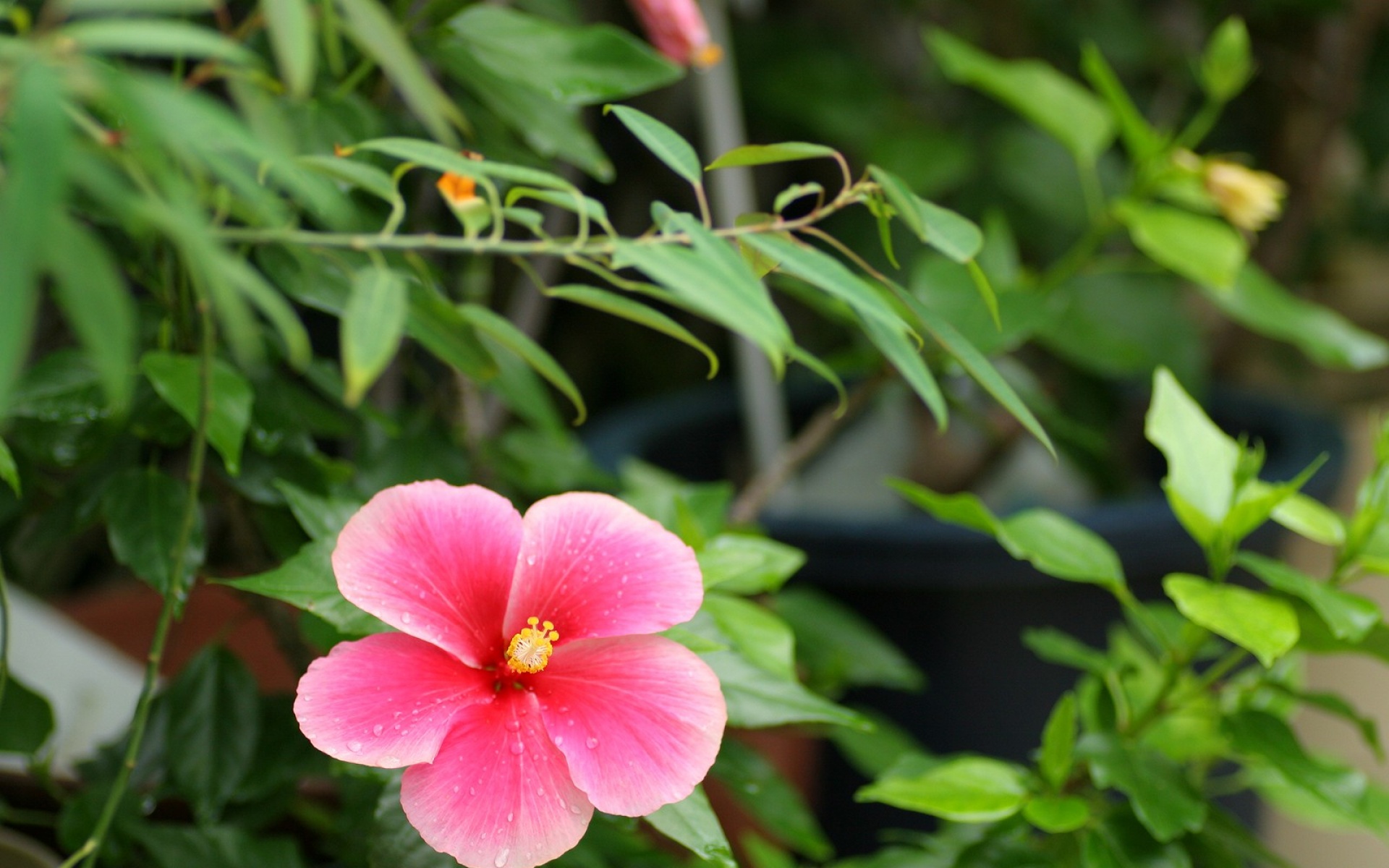 小清新,静物写真,花卉,儿童桌面专用