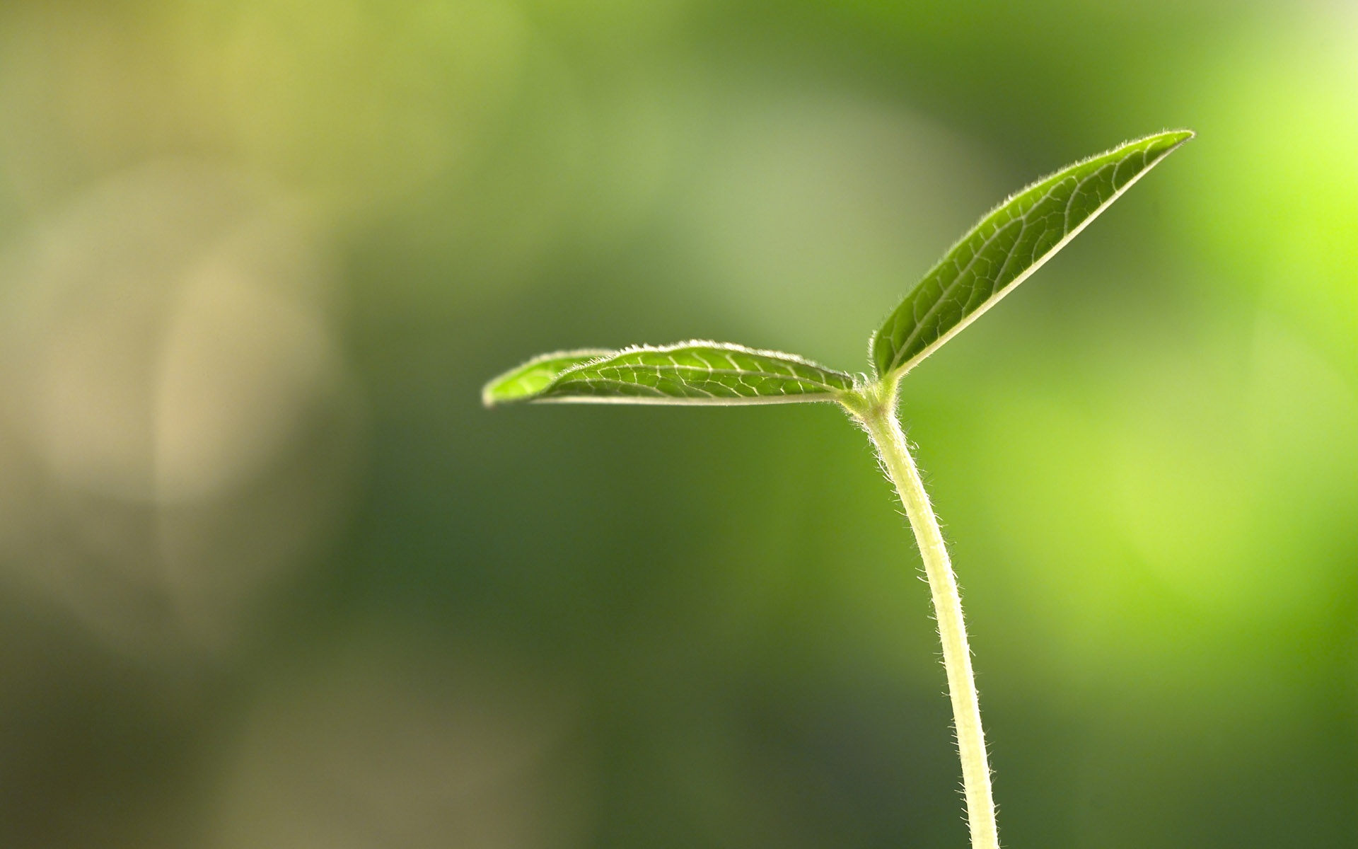 小清新,舒缓压力,绿色,芽,儿童桌面专用