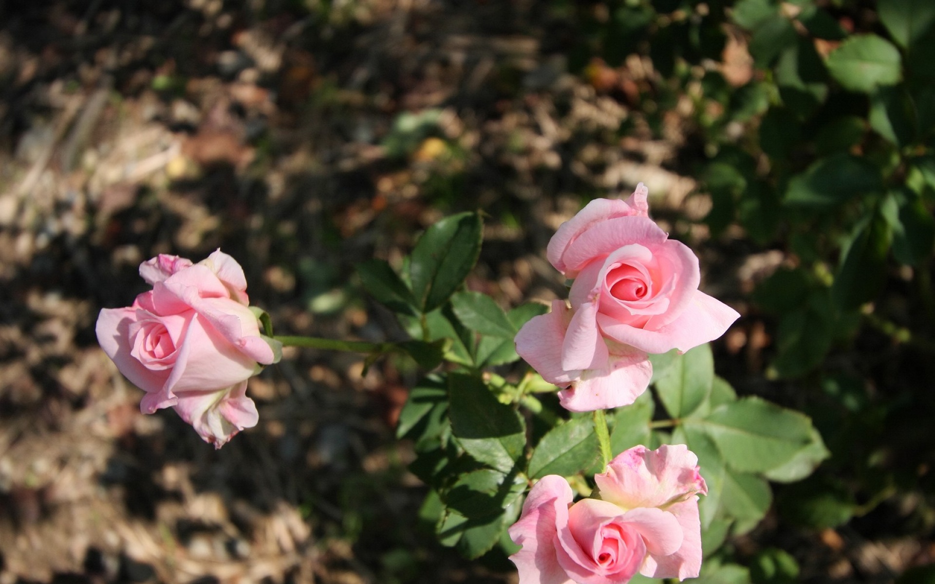鸟语花香,儿童桌面专用