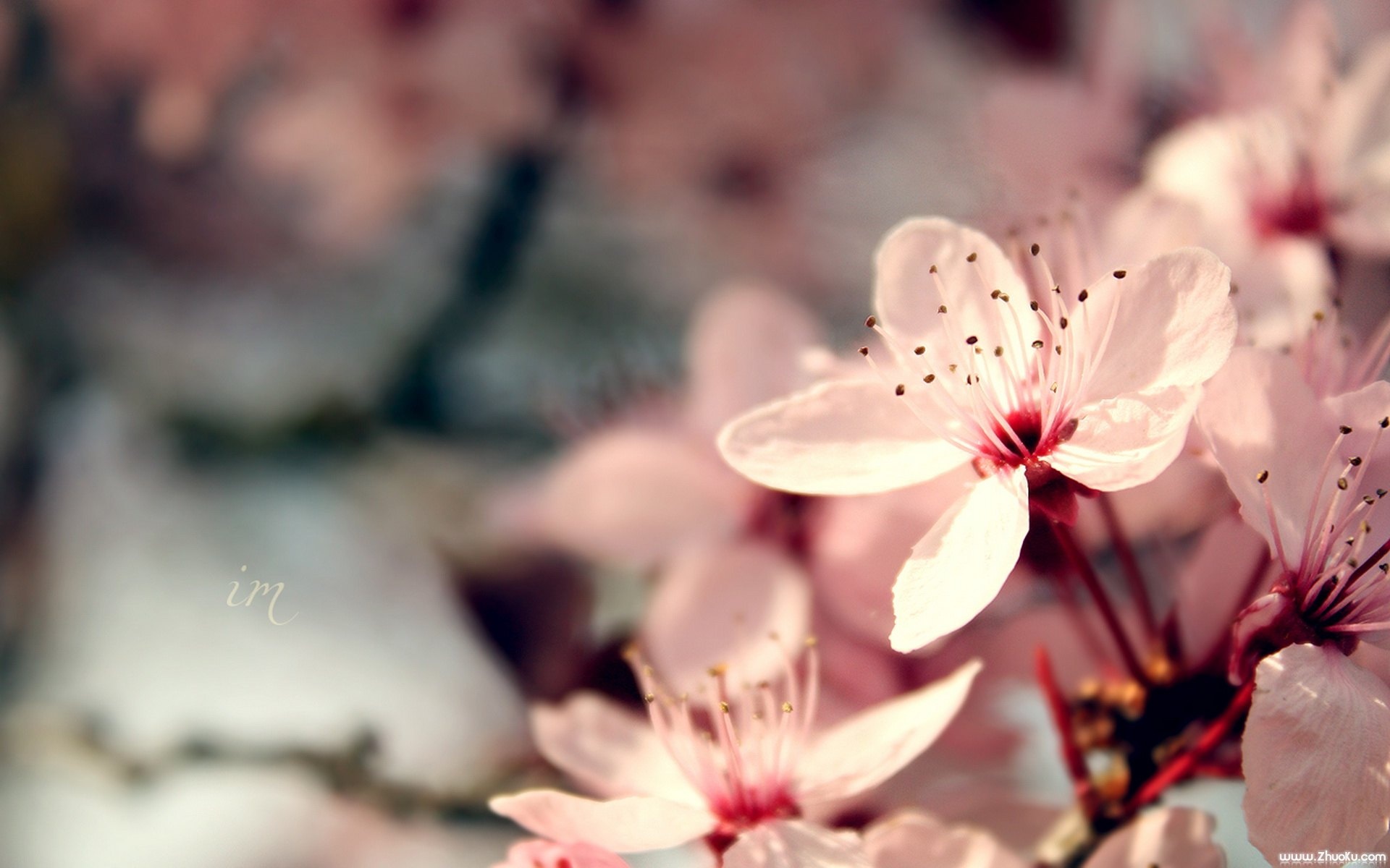 小清新,清新淡雅,花卉,儿童桌面专用