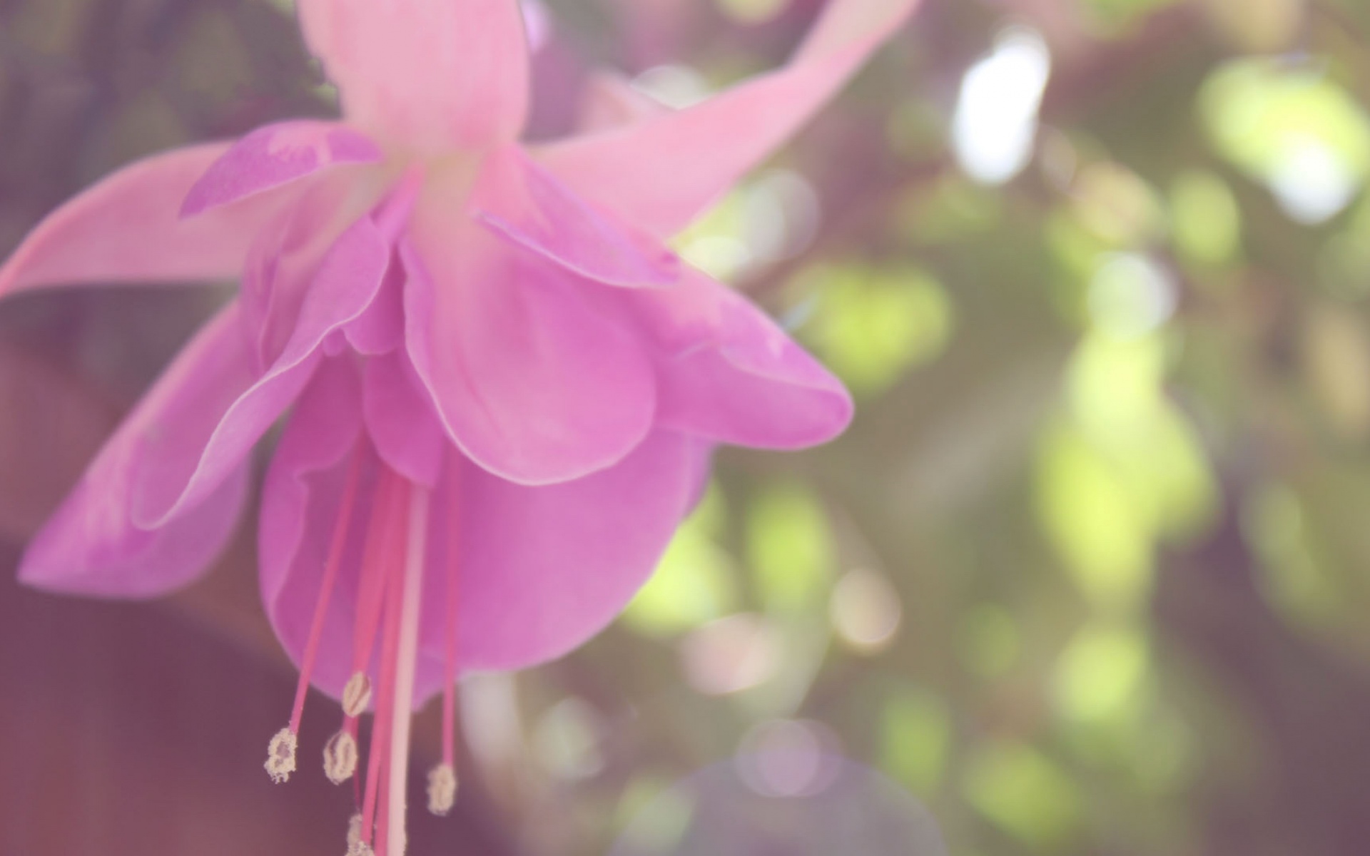 小清新,清新淡雅,花卉,儿童桌面专用