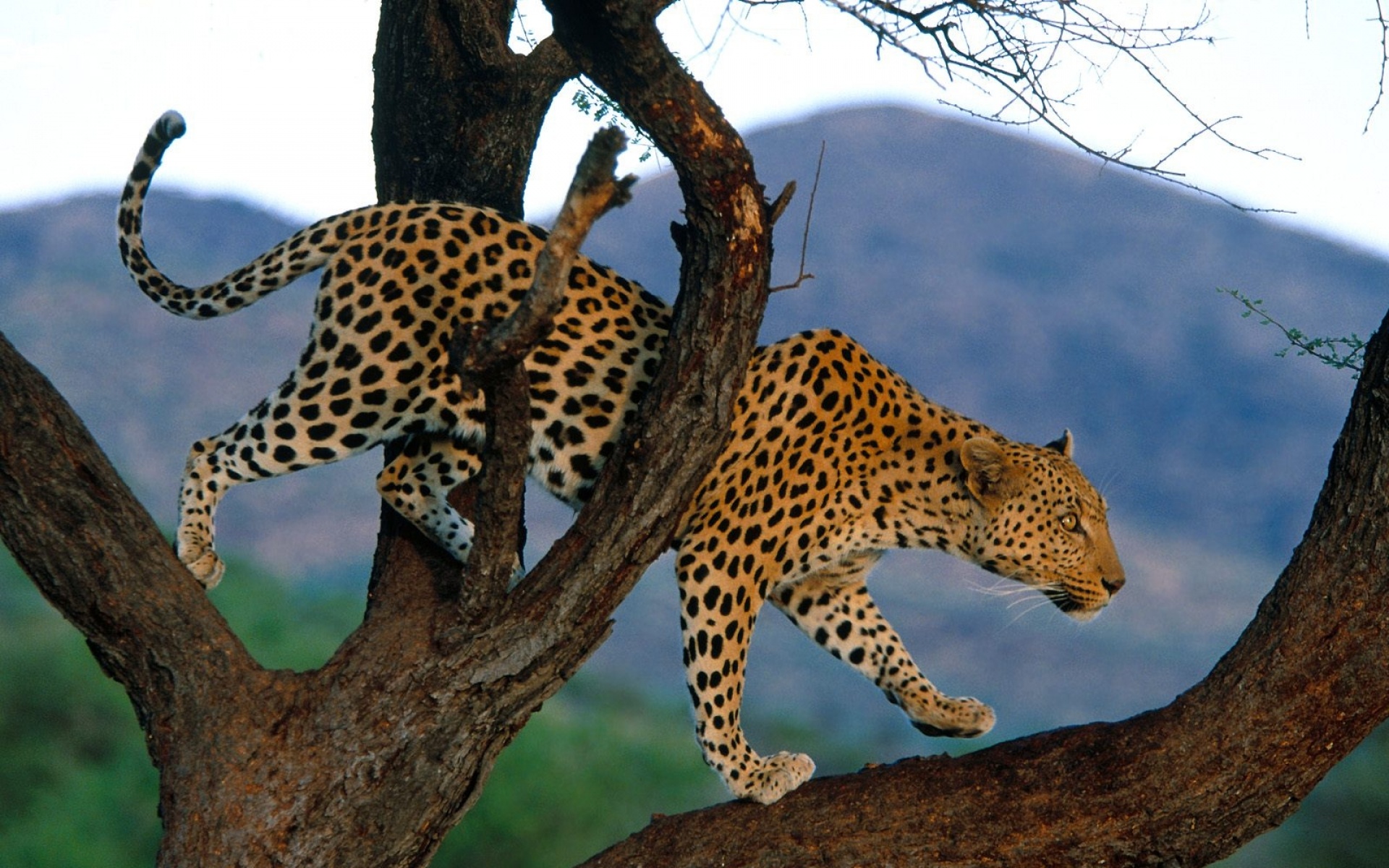 高清,动物,2012Y十一月10D,豹,儿童桌面专用