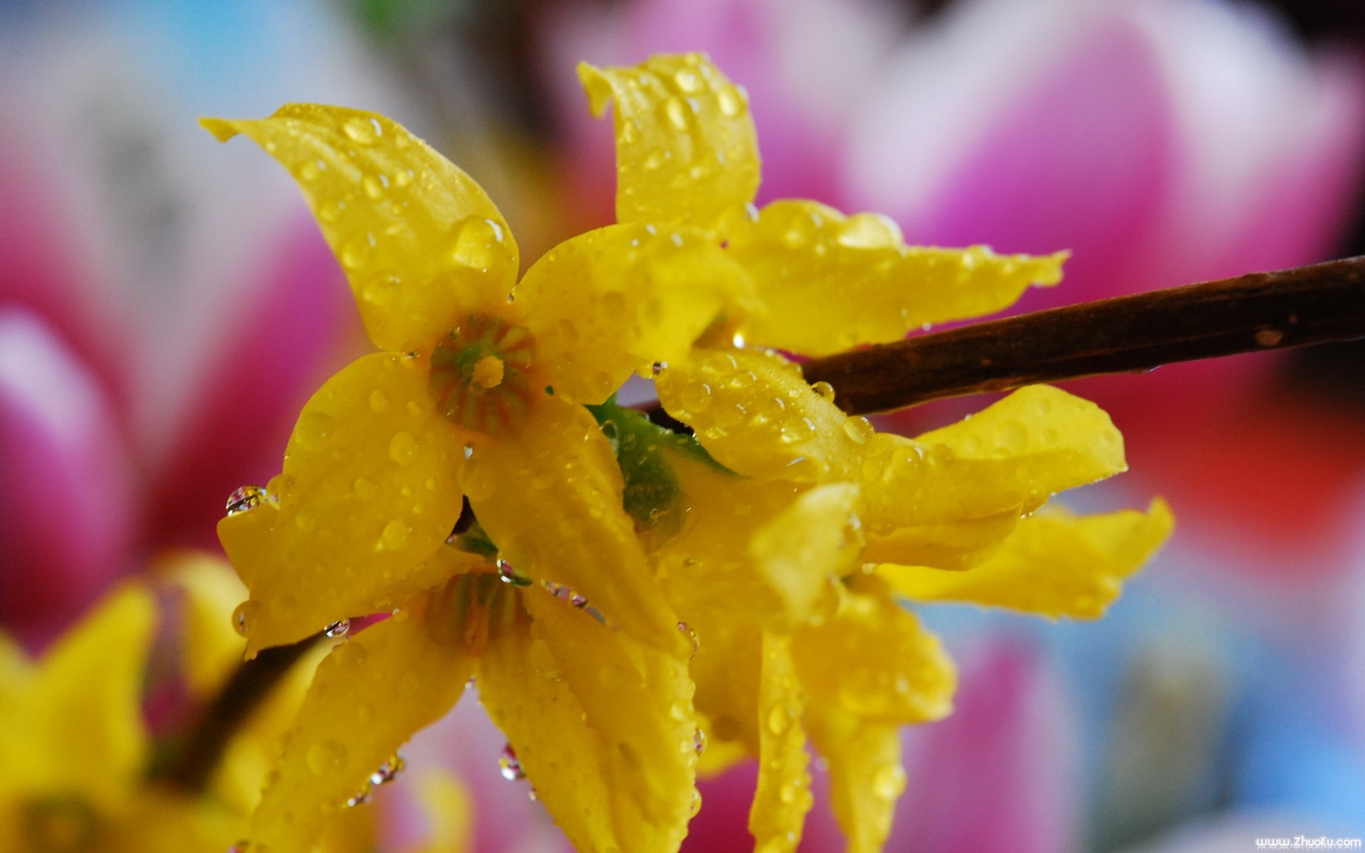 小清新,鸟语花香,花卉,儿童桌面专用