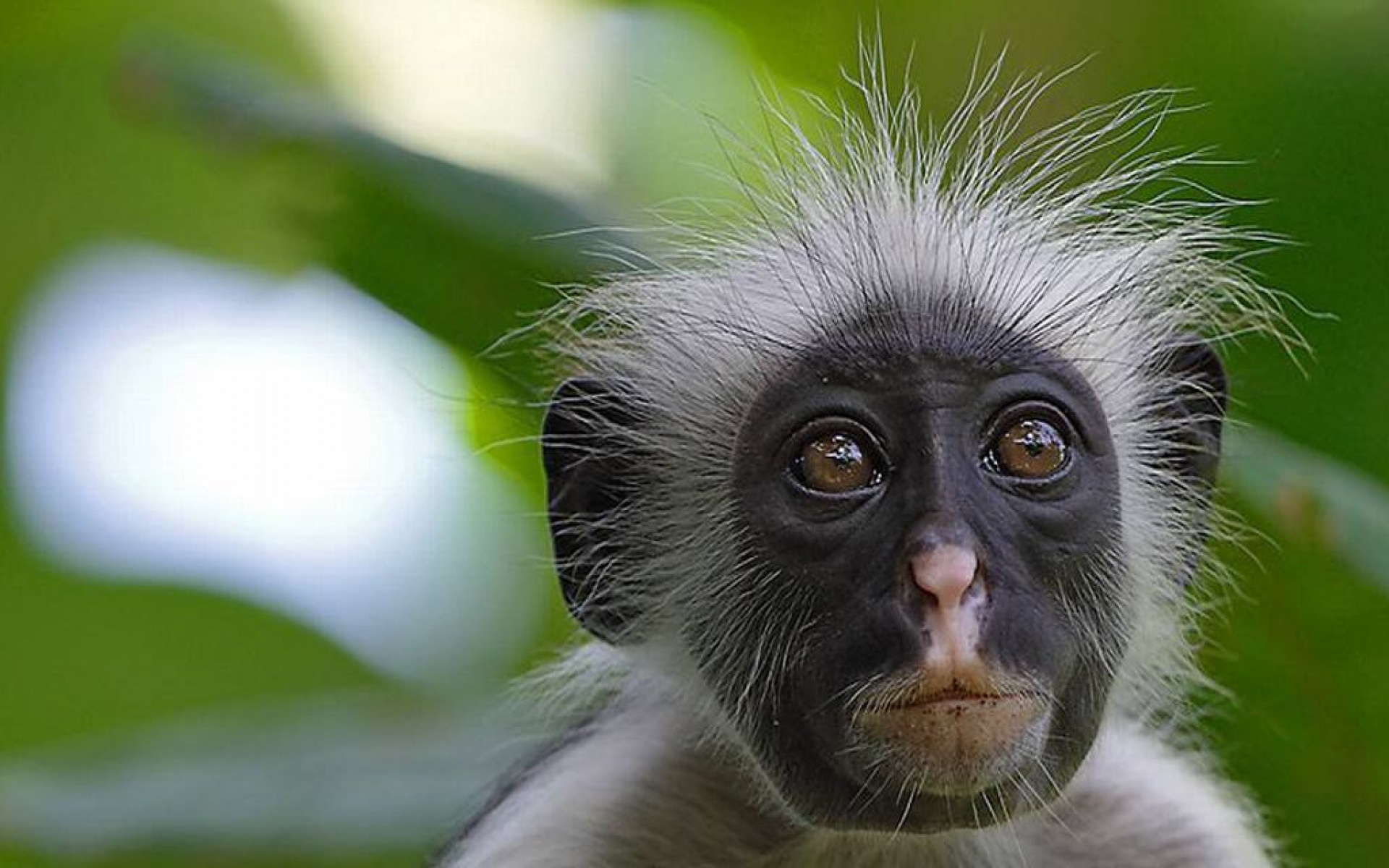 野生动物,猴,儿童桌面专用