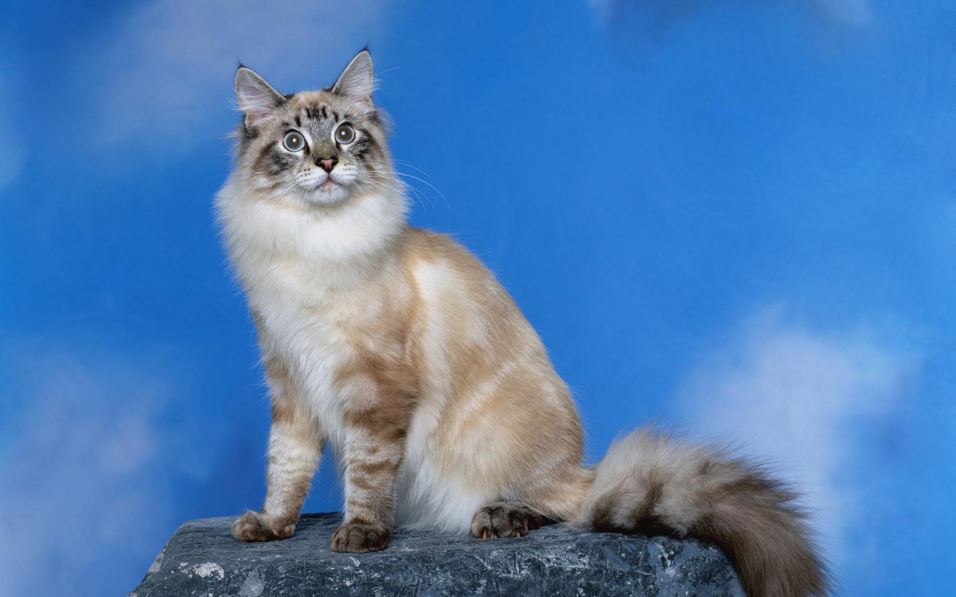 宽屏,动物,2012Y十一月11D,喵星人,儿童桌面专用