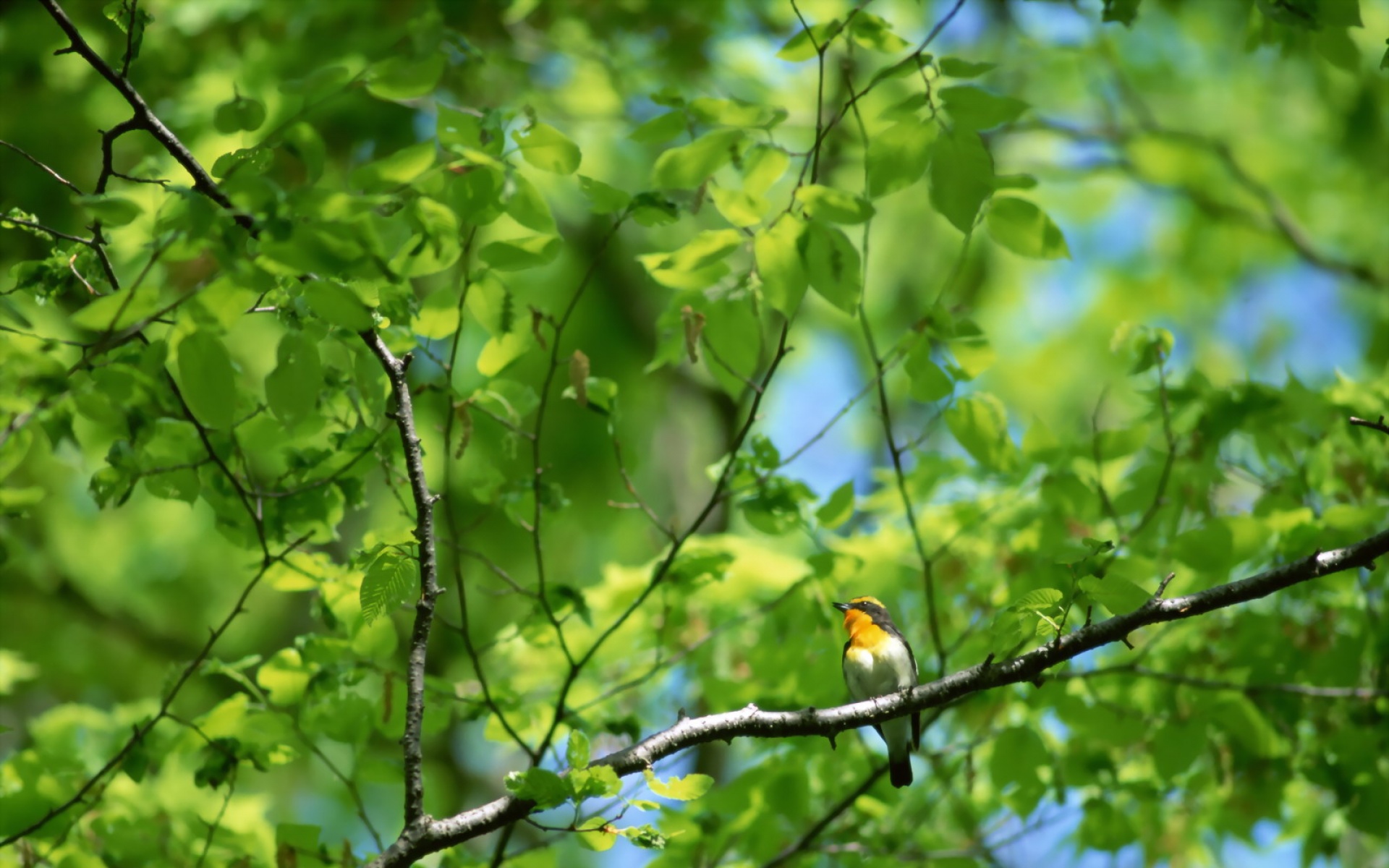 高清,鸟,动物,摄影,2012Y十一月03D,儿童桌面专用