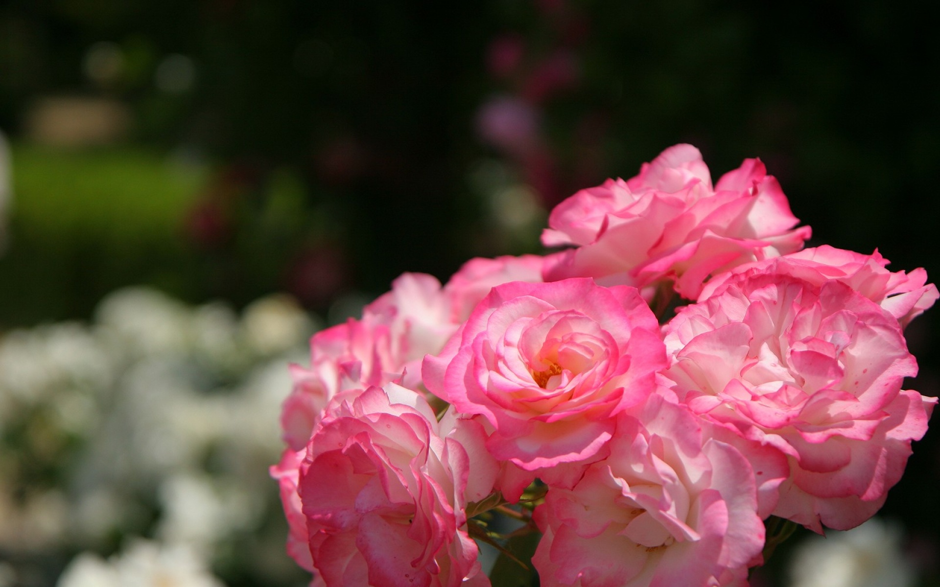 小清新,娇艳欲滴,花卉,儿童桌面专用