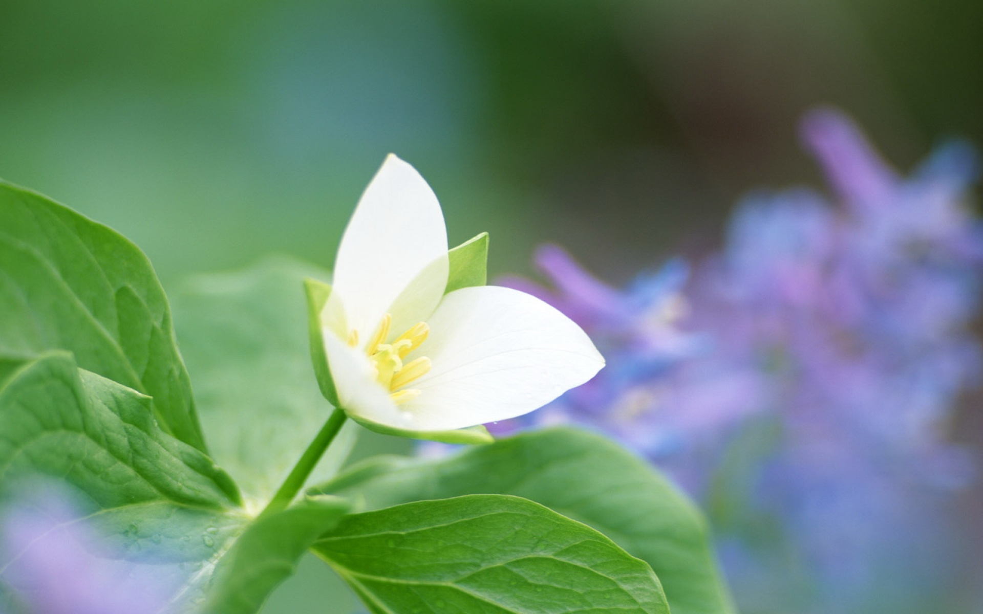 小清新,护眼壁纸,植物,花,儿童桌面专用