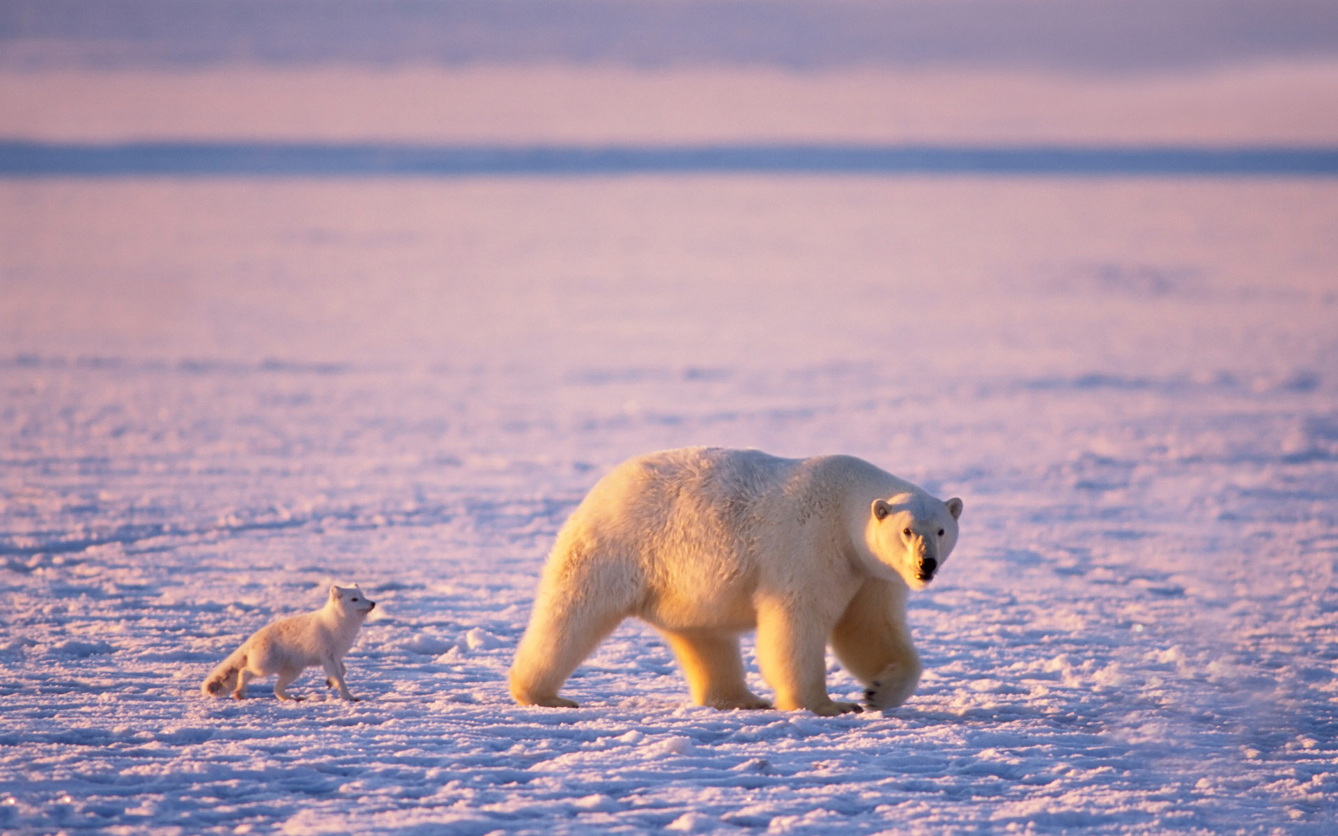 动物,北极狐,北极熊,极地物种,儿童桌面专用