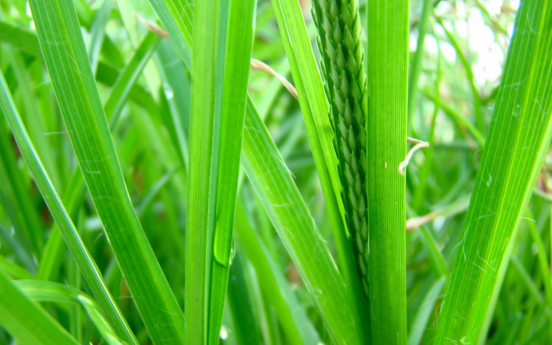 小清新,舒缓压力,绿色,儿童桌面专用