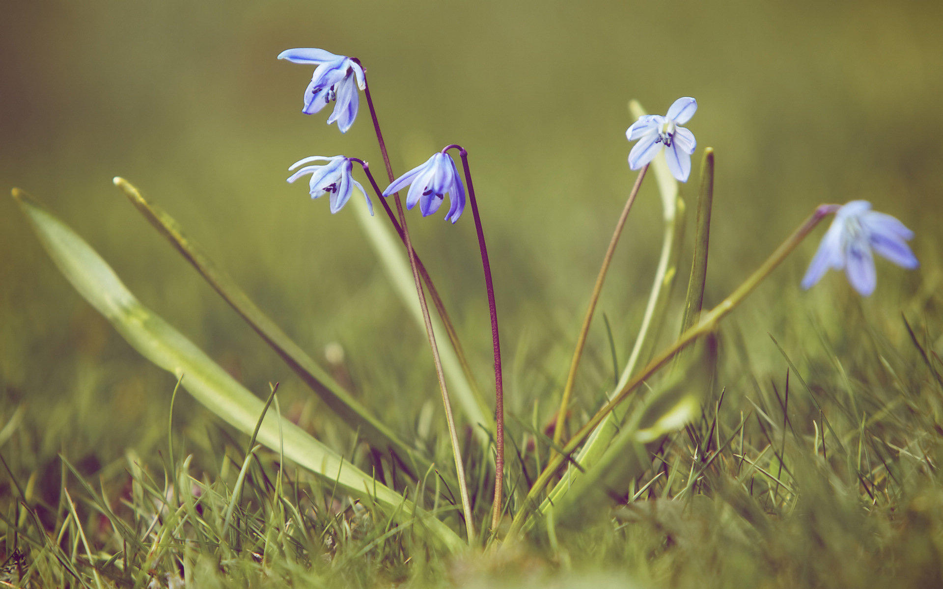 蓝钟花,清新淡雅,花卉,儿童桌面专用