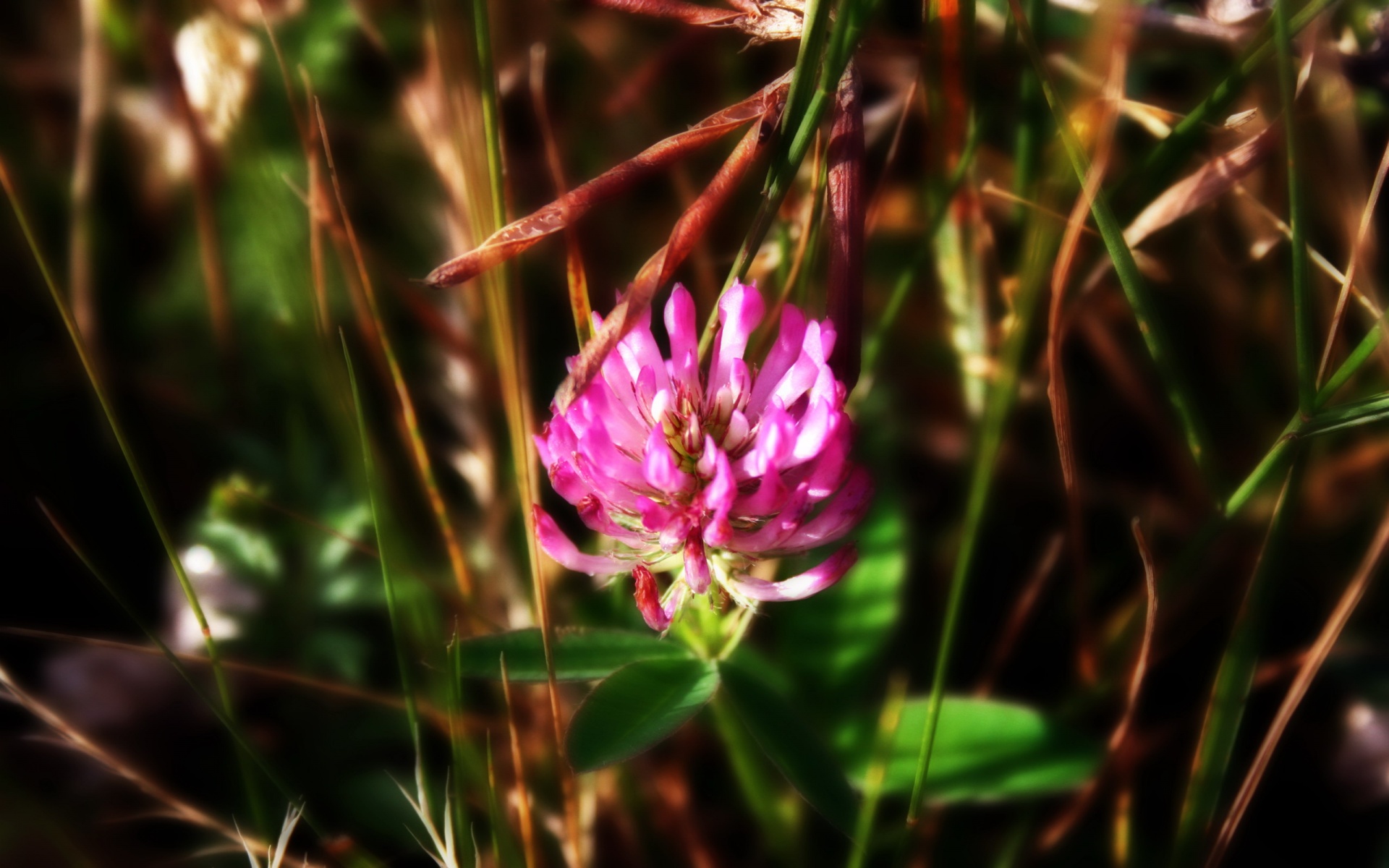 小清新,静物写真,花卉,儿童桌面专用