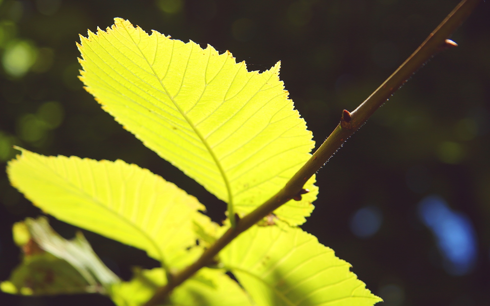 小清新,舒缓压力,绿叶,儿童桌面专用