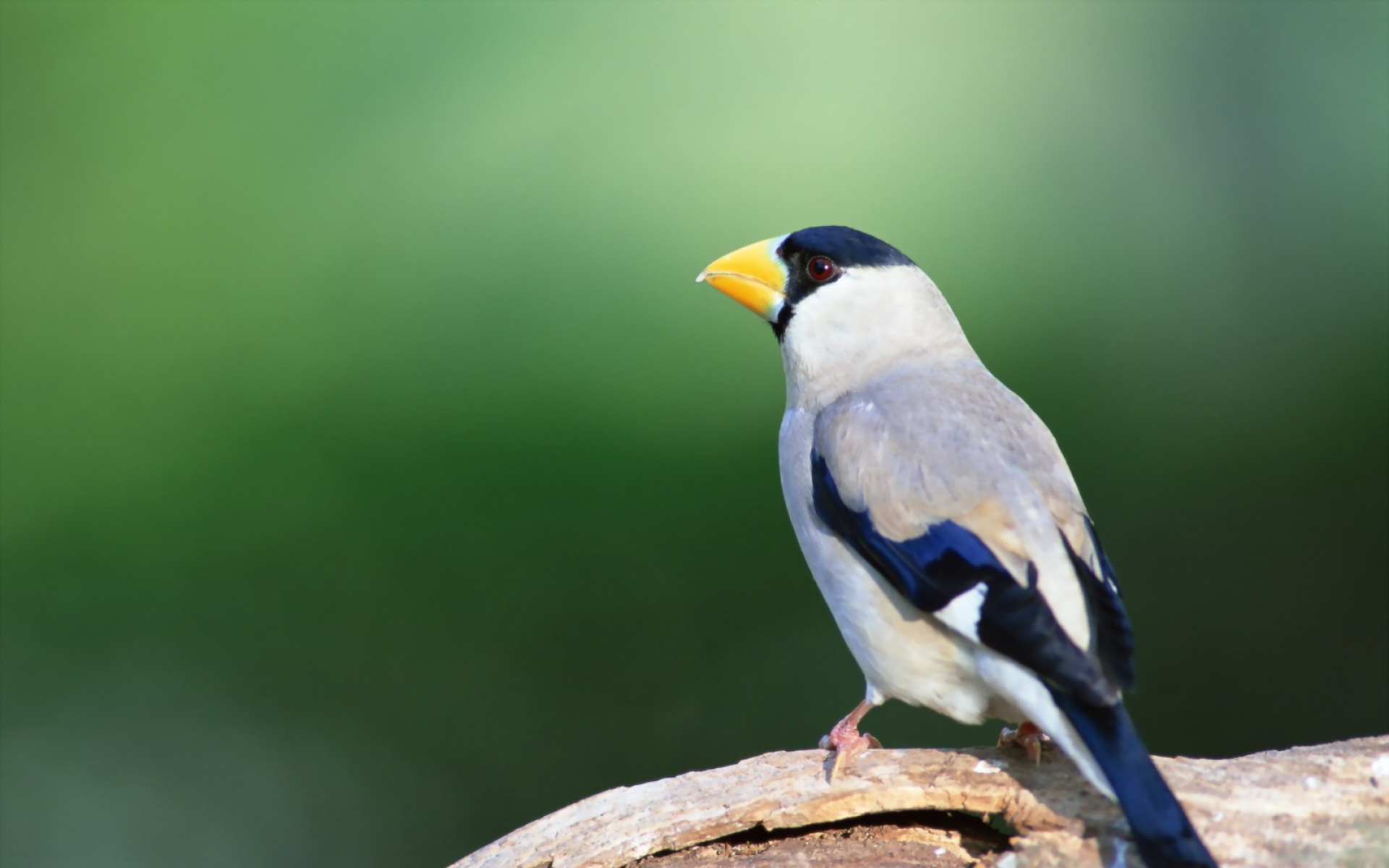 高清,鸟,动物,摄影,2012Y十一月03D,儿童桌面专用
