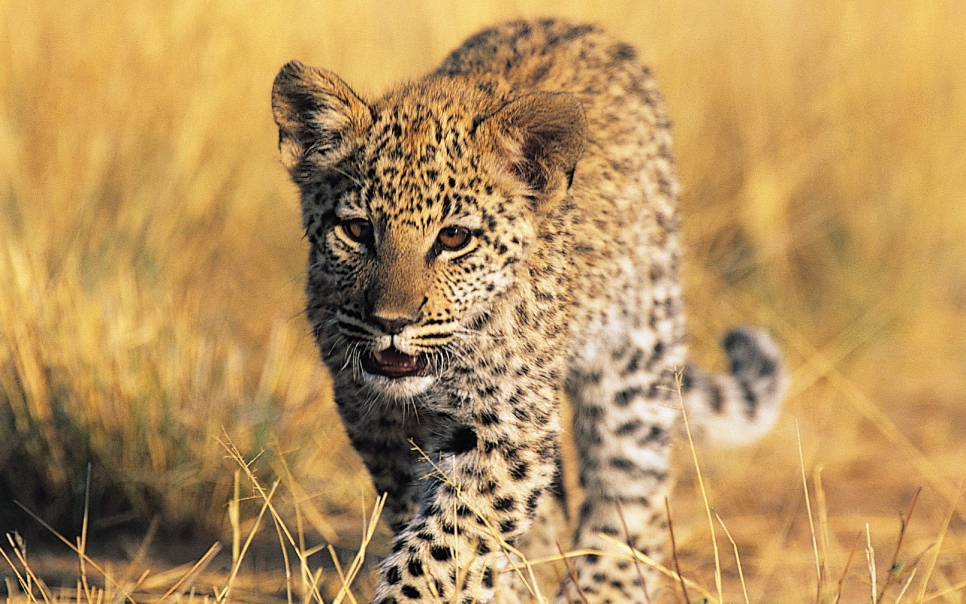 猫科,野兽,动物,2012Y十一月04D,儿童桌面专用