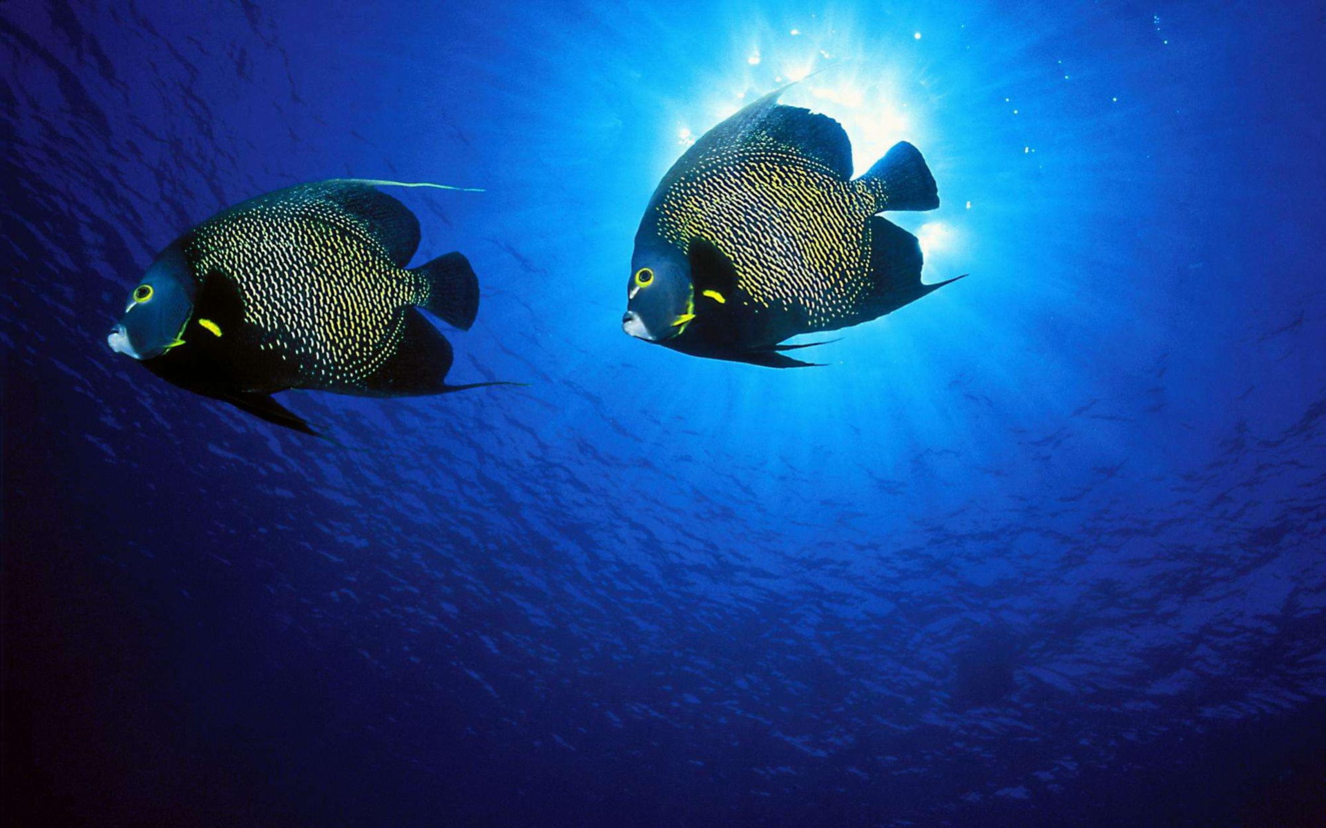 萌宠,鱼,海底世界,儿童桌面专用