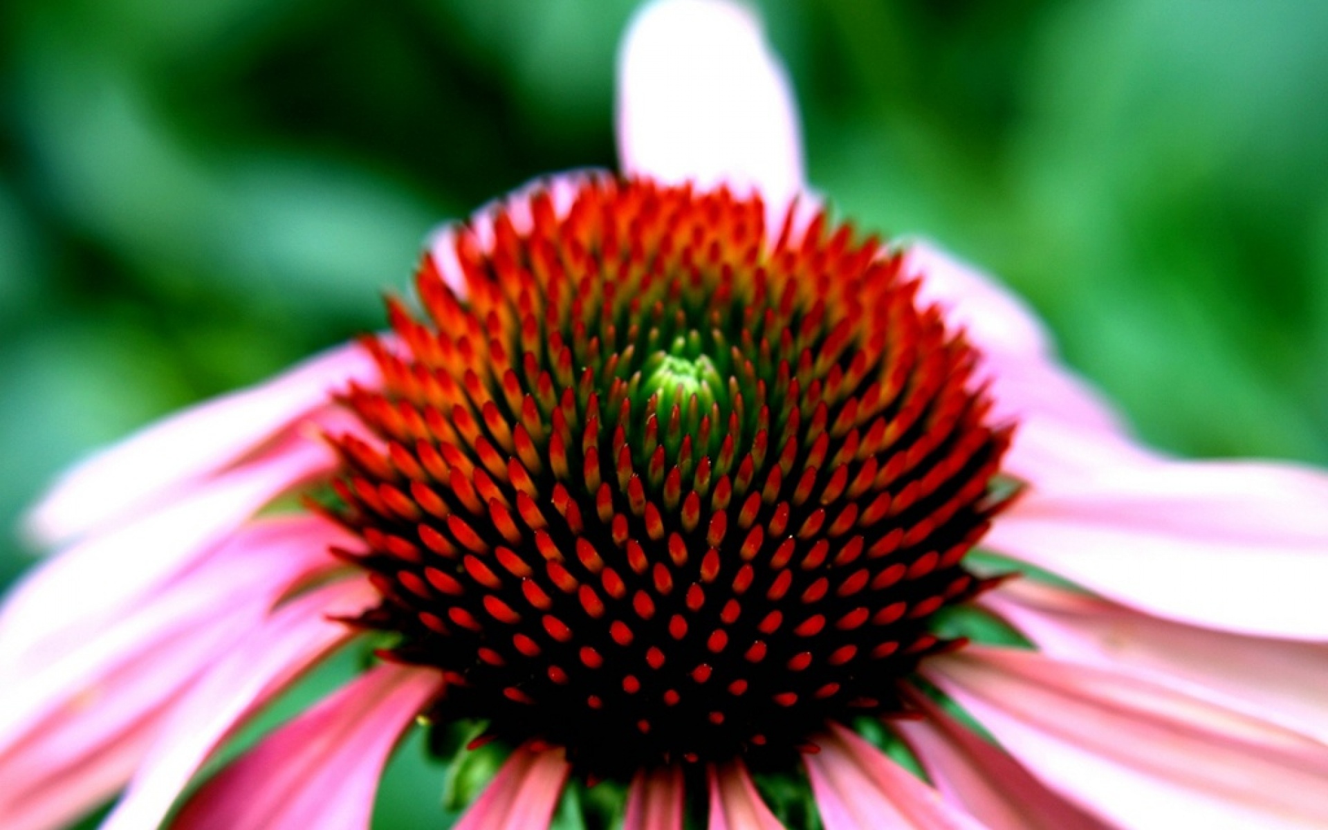 小清新,静物写真,菊花,植物,儿童桌面专用