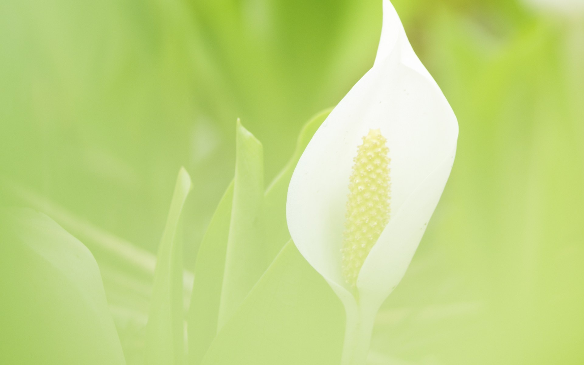 小清新,清新淡雅,花卉,儿童桌面专用