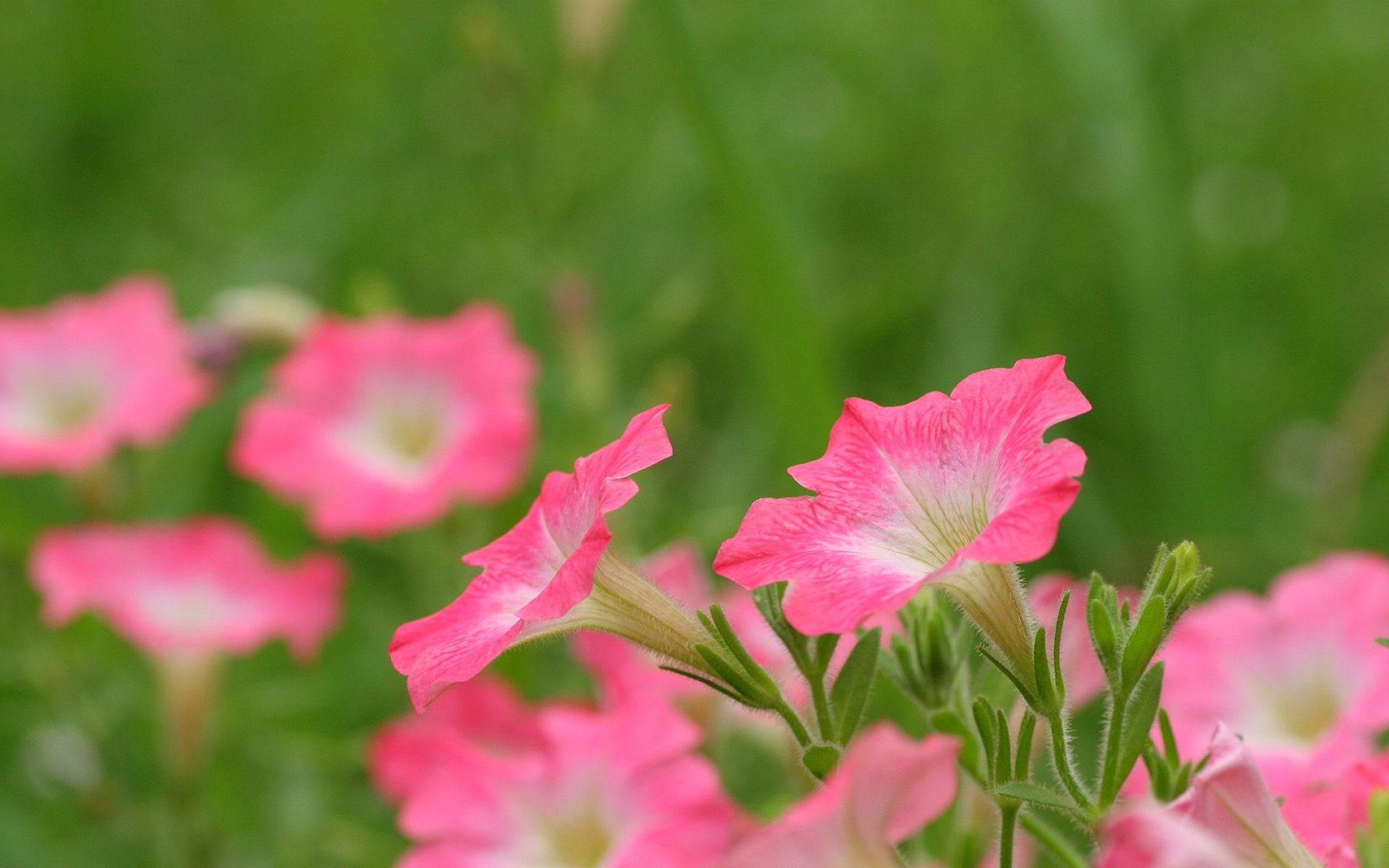 小清新,清新淡雅,花卉,儿童桌面专用