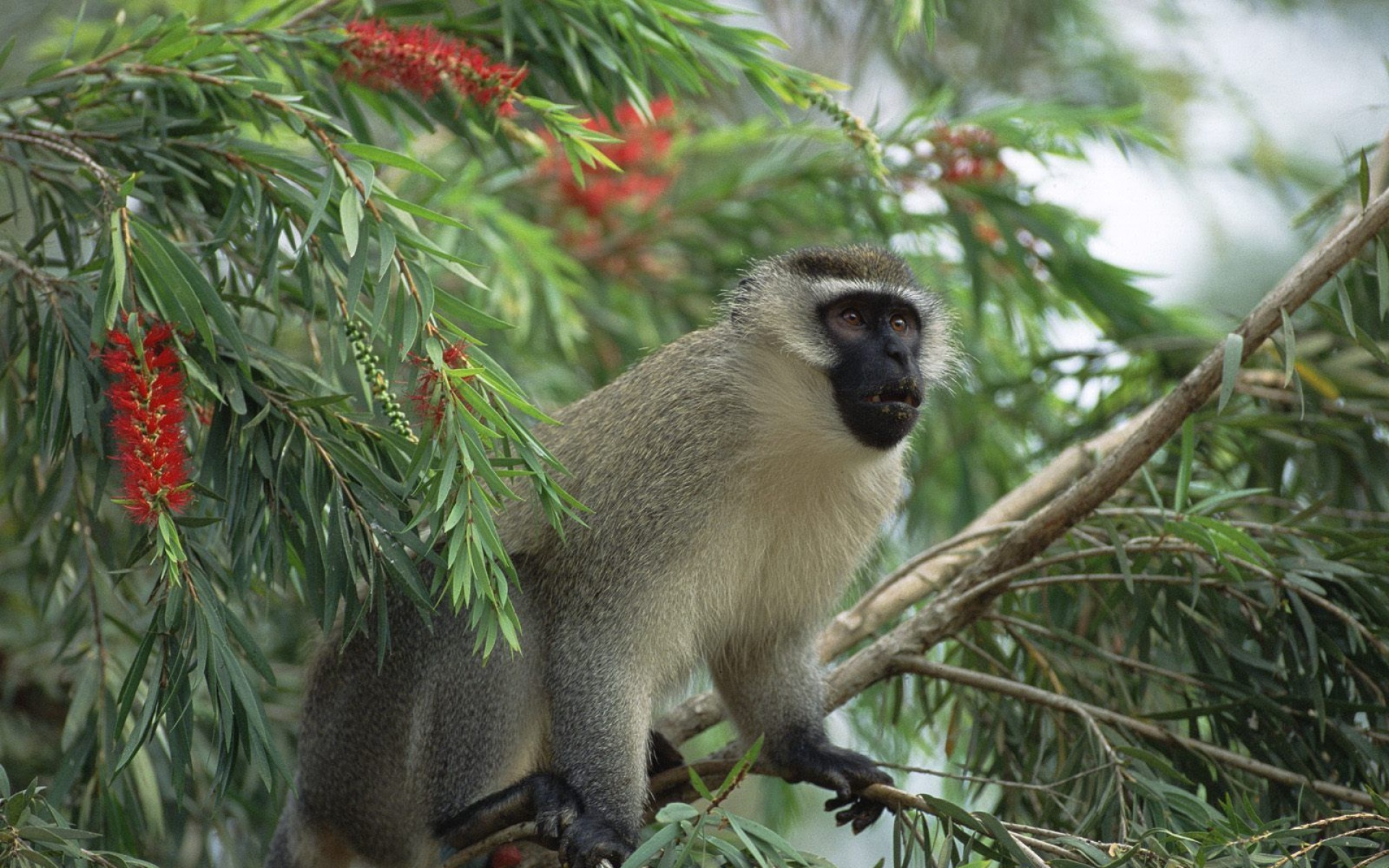 野生动物,猴子,儿童桌面专用