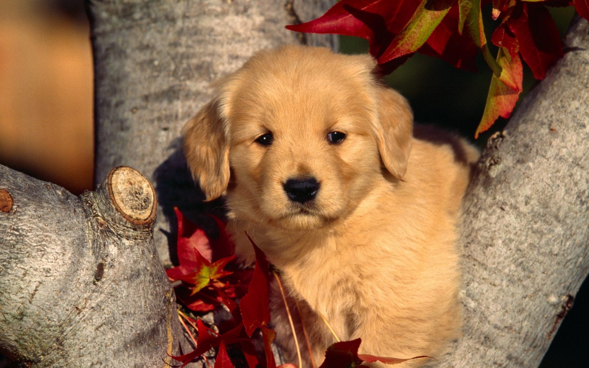 高清,动物,2012Y十一月11D,儿童桌面专用