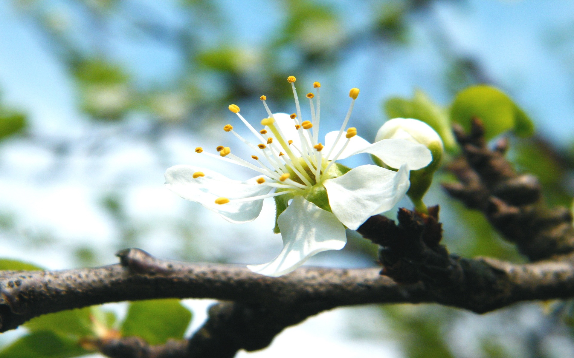 清新,植物,绿色,白花,2012Y十月31D,儿童桌面专用