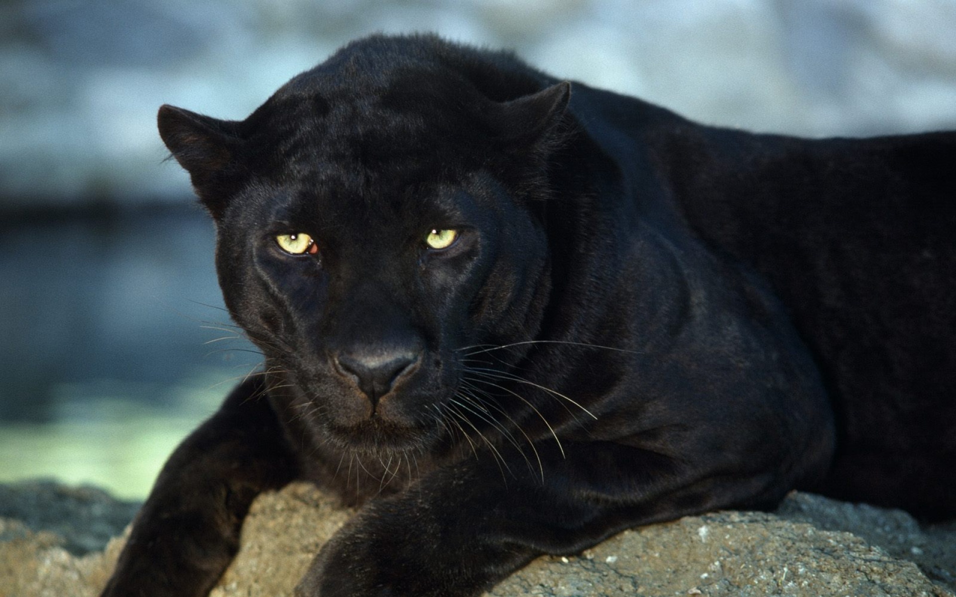 猫科,野兽,动物,狮子,老虎,2012Y十一月03D,儿童桌面专用